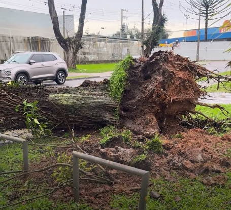 Temporal derruba árvores, bloqueia ruas e provoca transtornos em Curitiba; ventos chegaram a 76 km/h