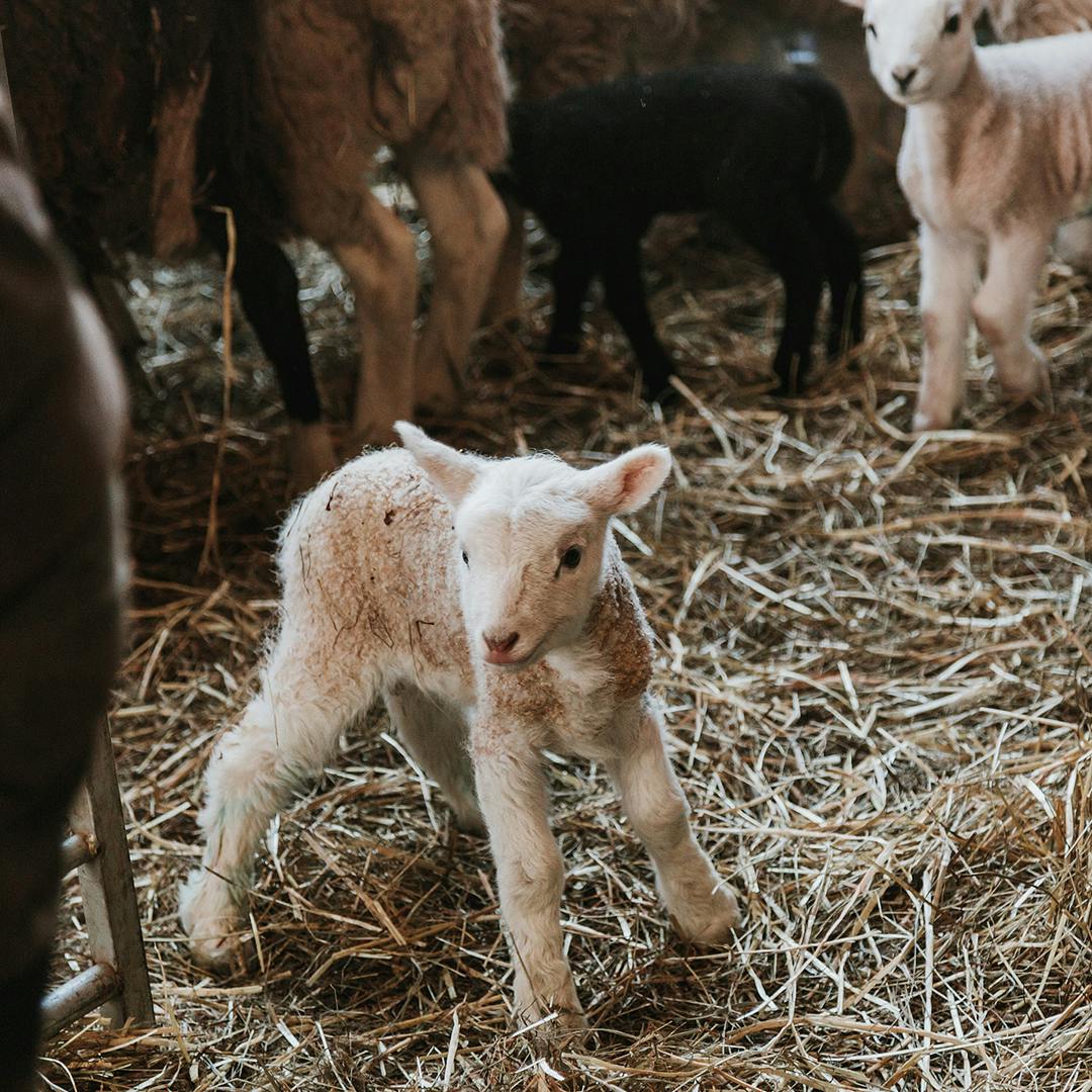 The PloughRead: Lambing Season by Norann Voll