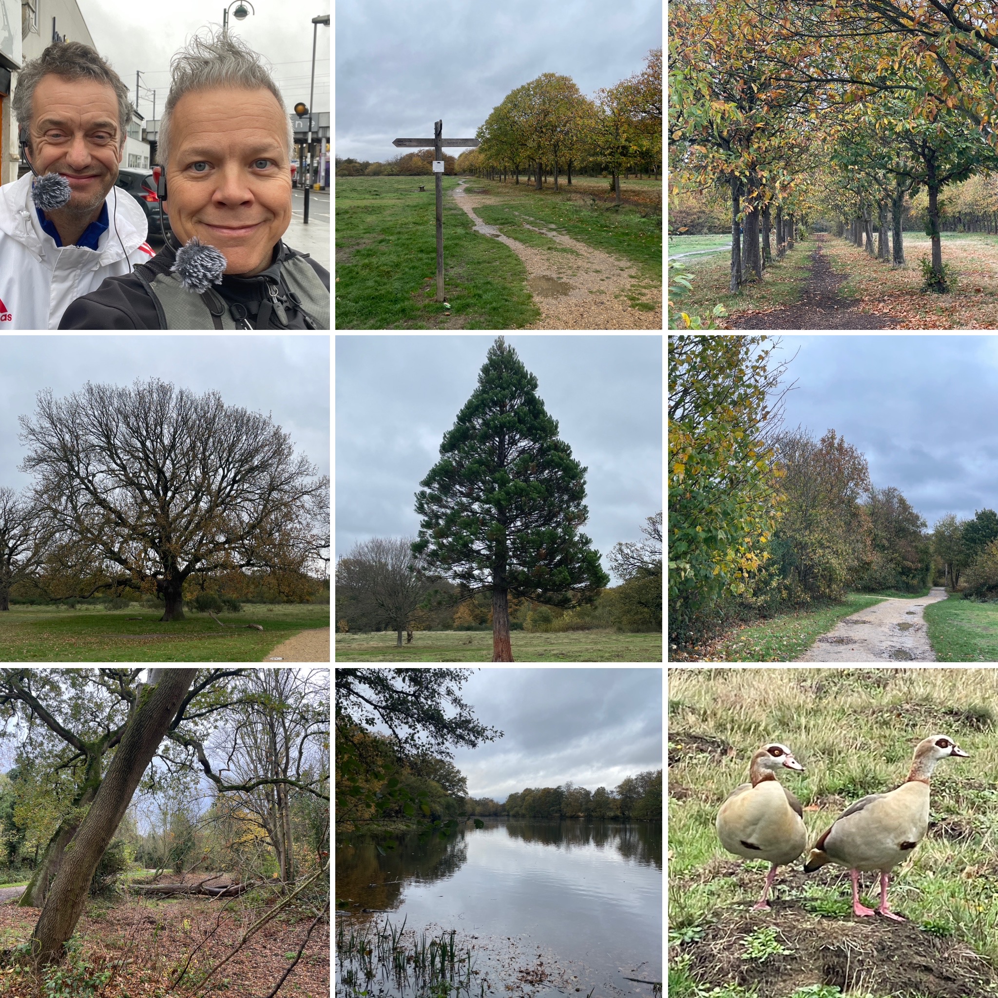 Traitors, Tricksters, Truth and Trees