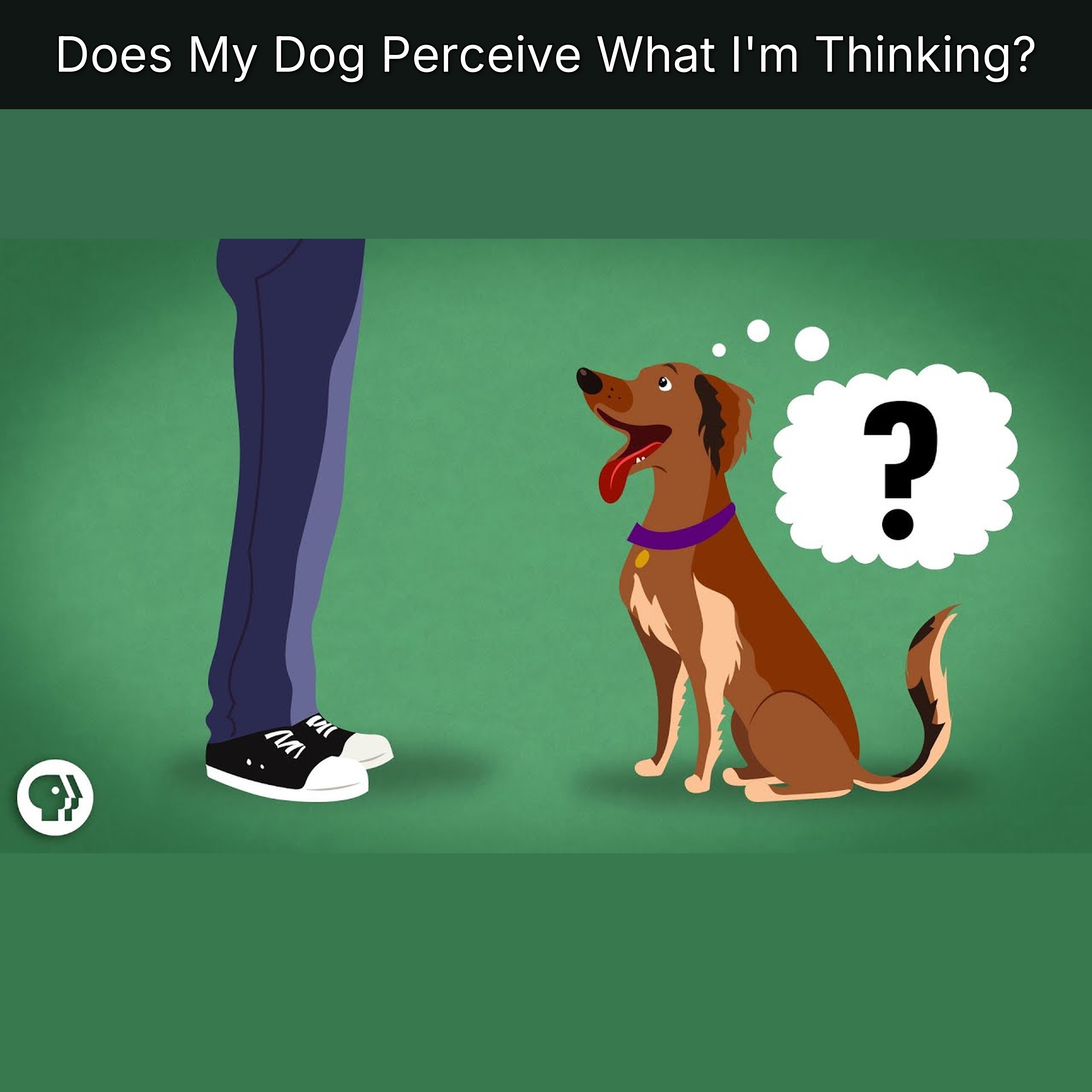 Does My Dog Perceive What I'm Thinking? episode artwork