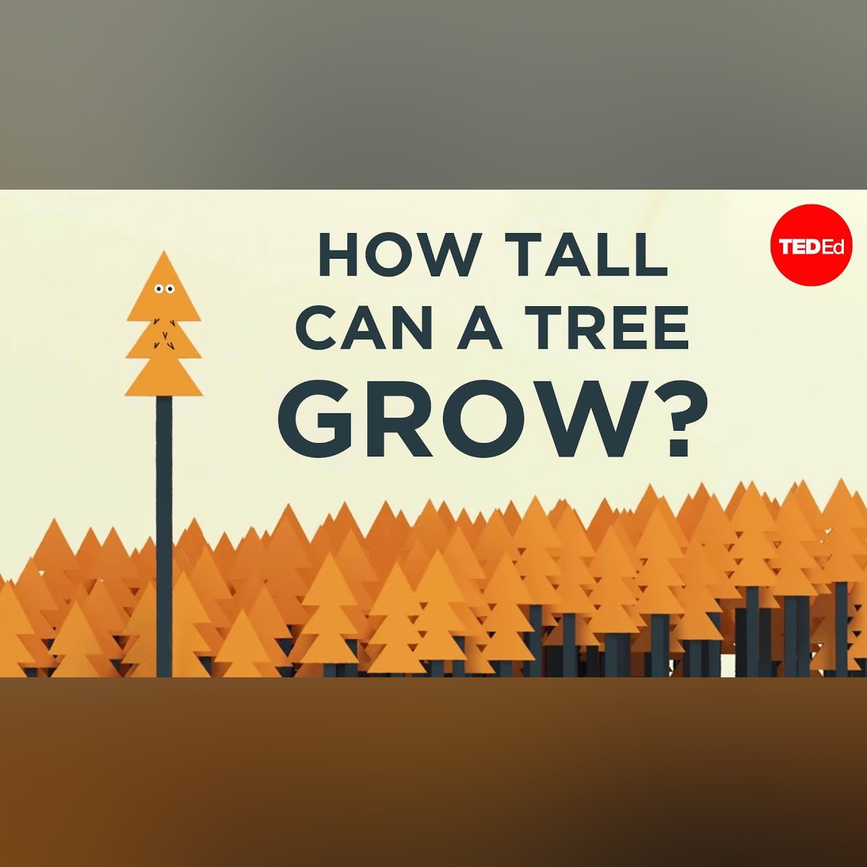 How tall can a tree grow? - Valentin Hammoudi