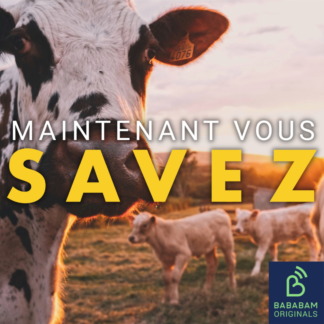 Y a-t-il vraiment trop de vaches en France ?