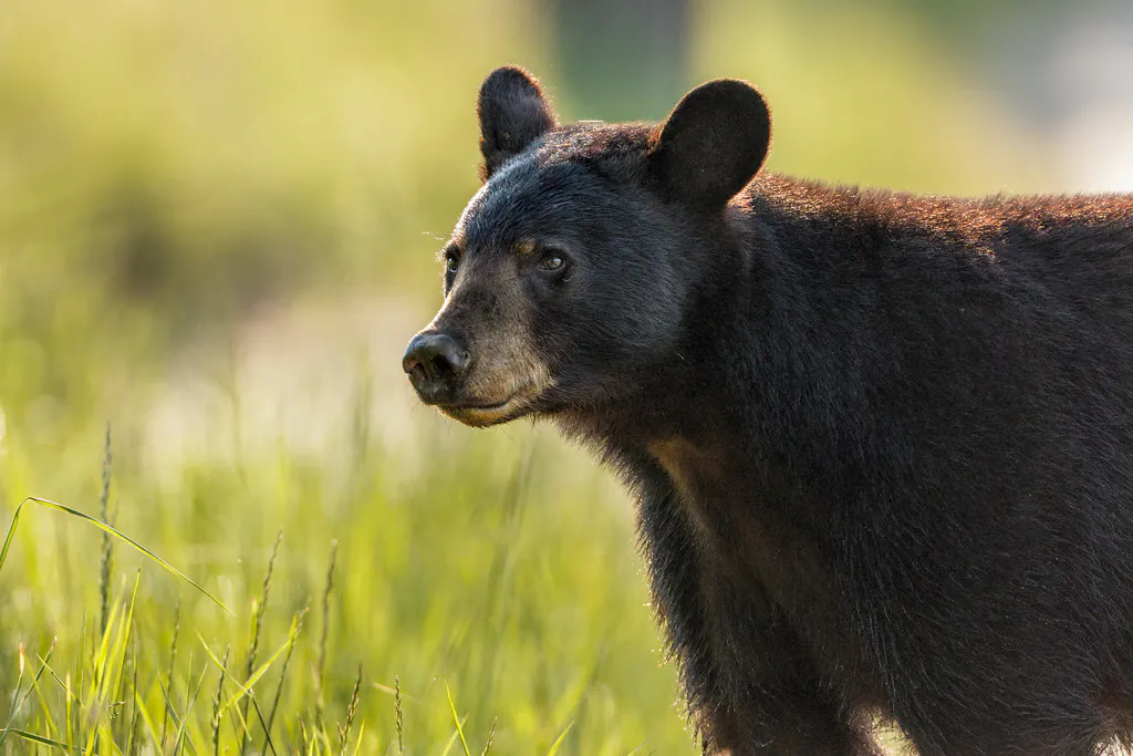 The Truth About American Black Bears (Classic) episode artwork