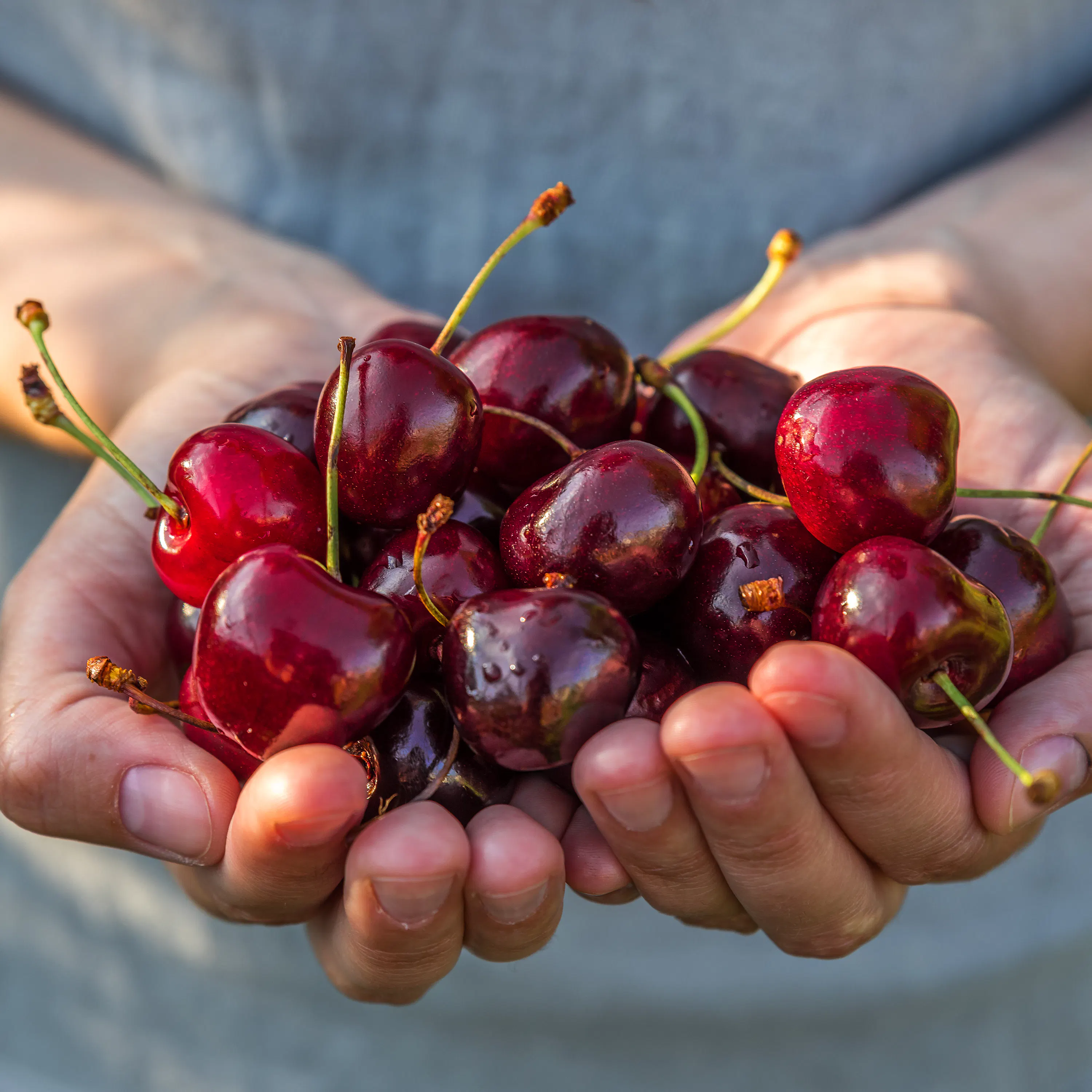 Cerezas: pequeñas, frescas y con mucho juego episode artwork