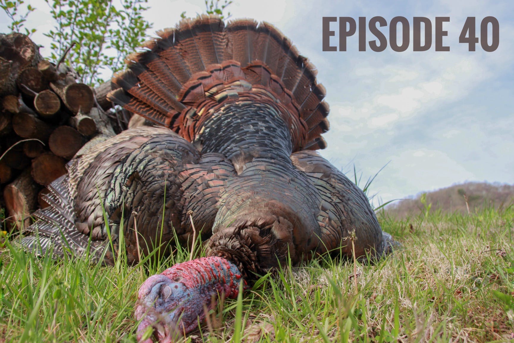 Turkey Hunting: Talking Turkey Jordan Hotchkiss episode artwork