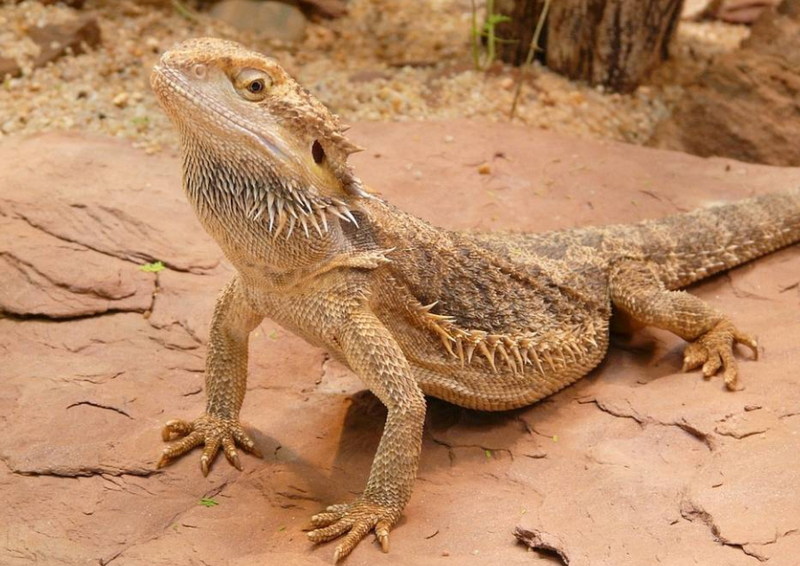 Bearded Dragons: Care, Behavior, and Climate Challenges