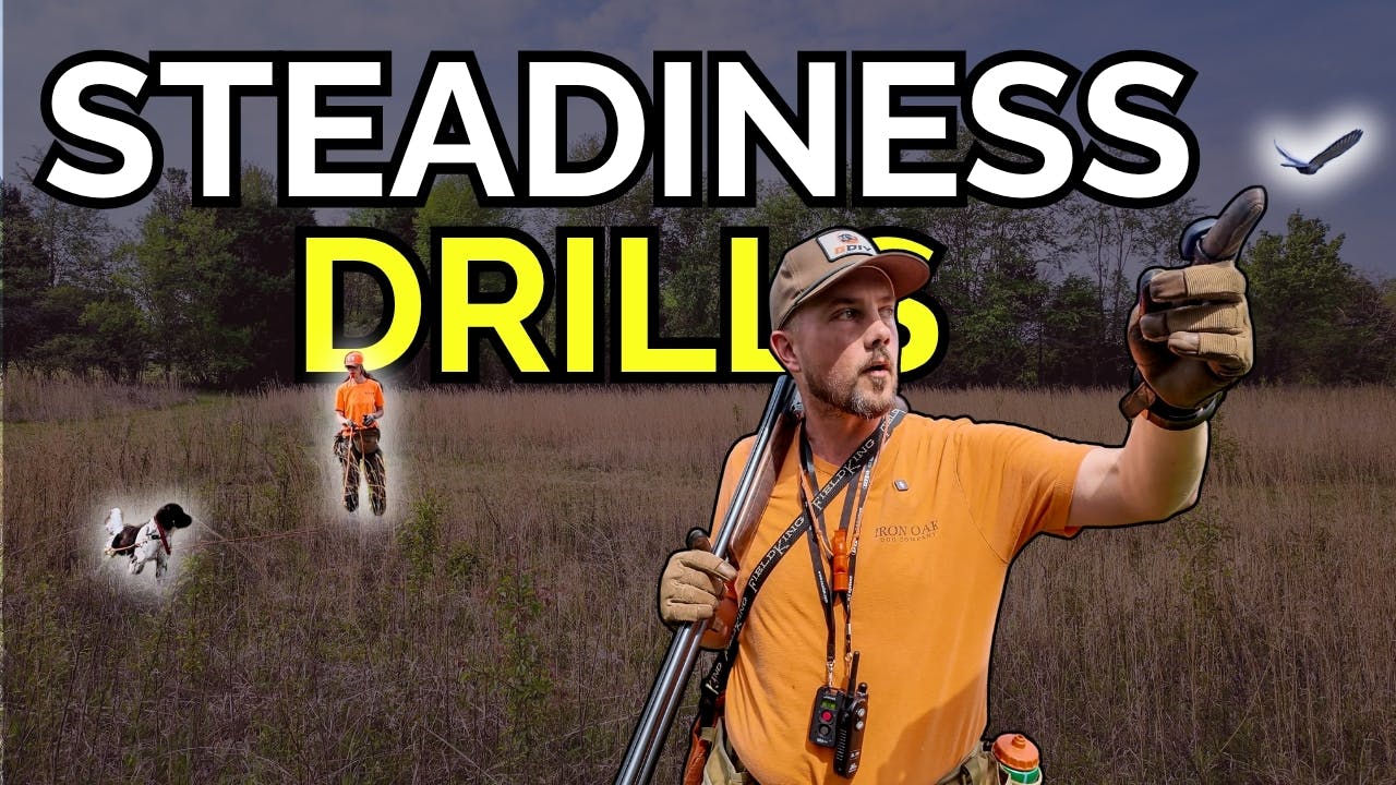Whoa in the Field: Steadiness Drills for Pointing Dogs | Iron Oak Steadiness Pt. 3 Whoa in the Field: Steadiness Drills for Pointing Dogs | Iron Oak Steadiness Pt. 3