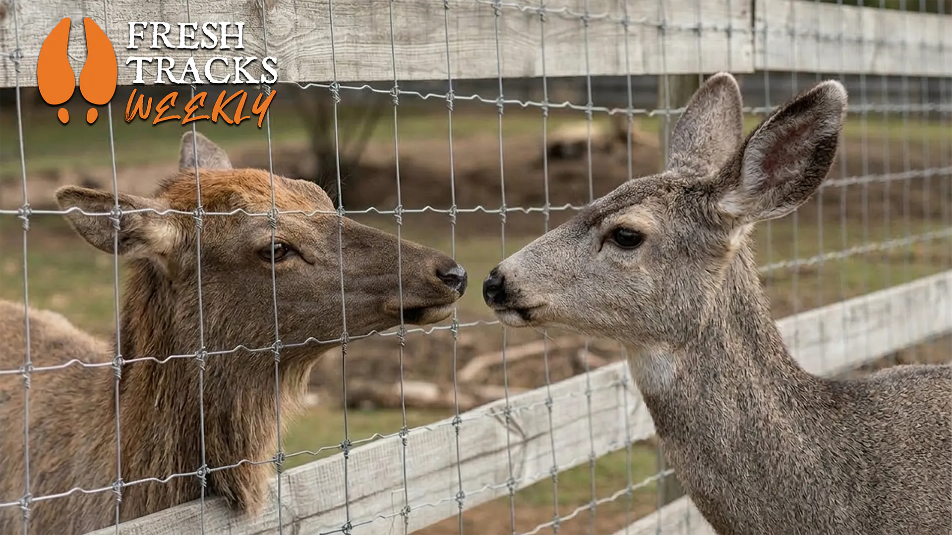 CWD and Game Farms | Week of March 9 episode artwork