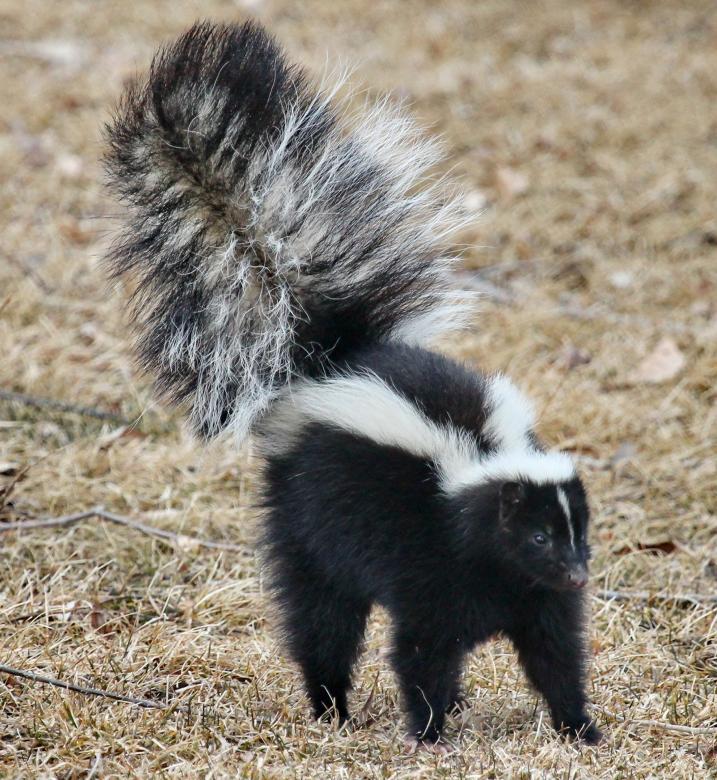 Skunks: Nature's Ultimate Stink Bomb