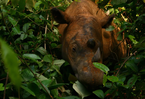 80 Left: The Fight to Save the Sumatran Rhino (Classic)