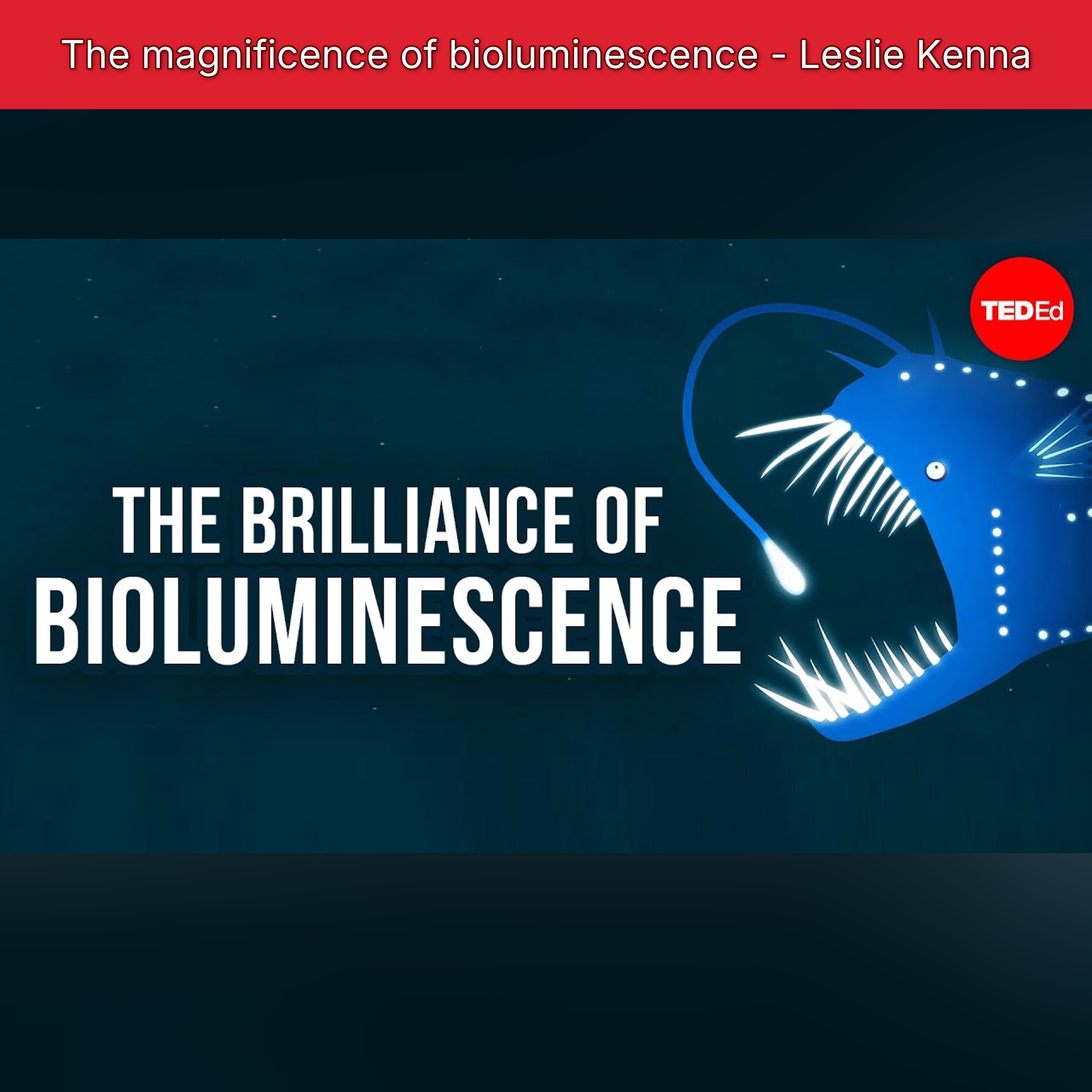 The magnificence of bioluminescence - Leslie Kenna