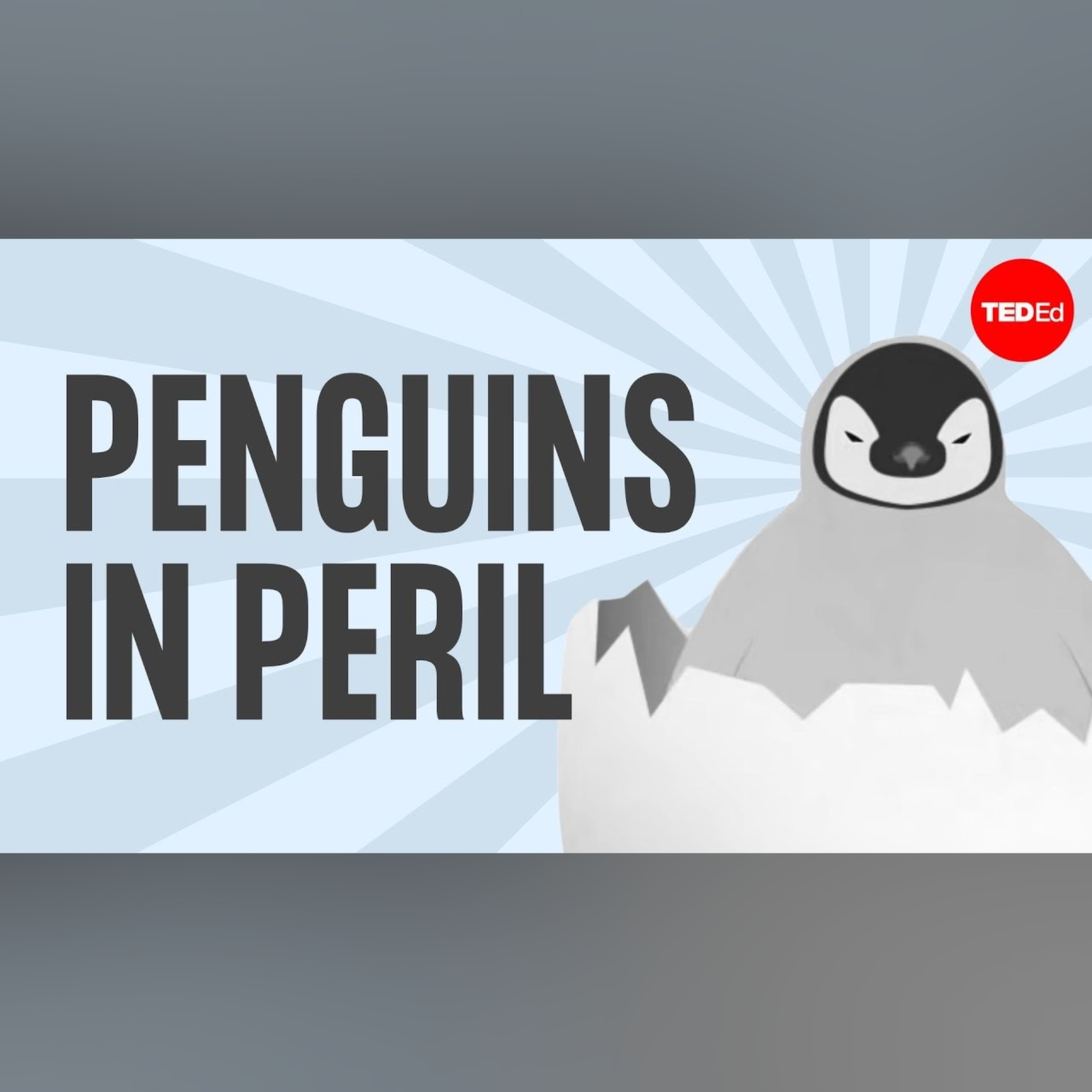 The popularity, plight, and poop of penguins - Dyan deNapoli episode artwork