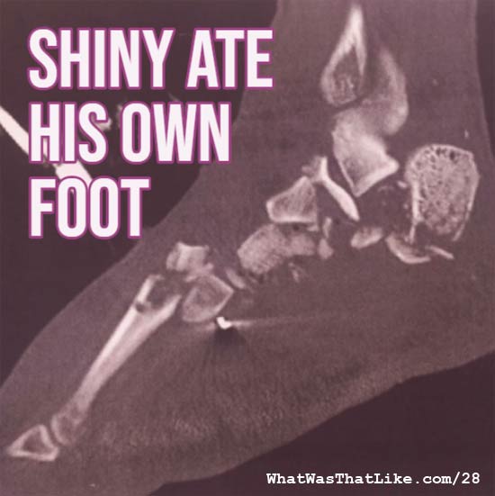 28: Shiny ate his own foot