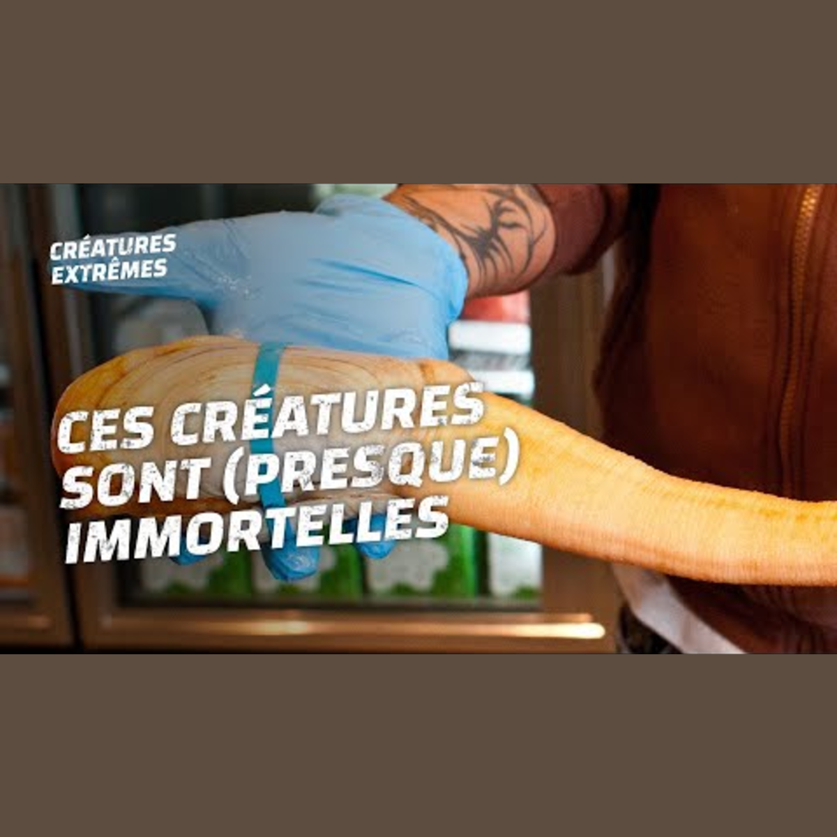Les 10 immortels du règne animal episode artwork