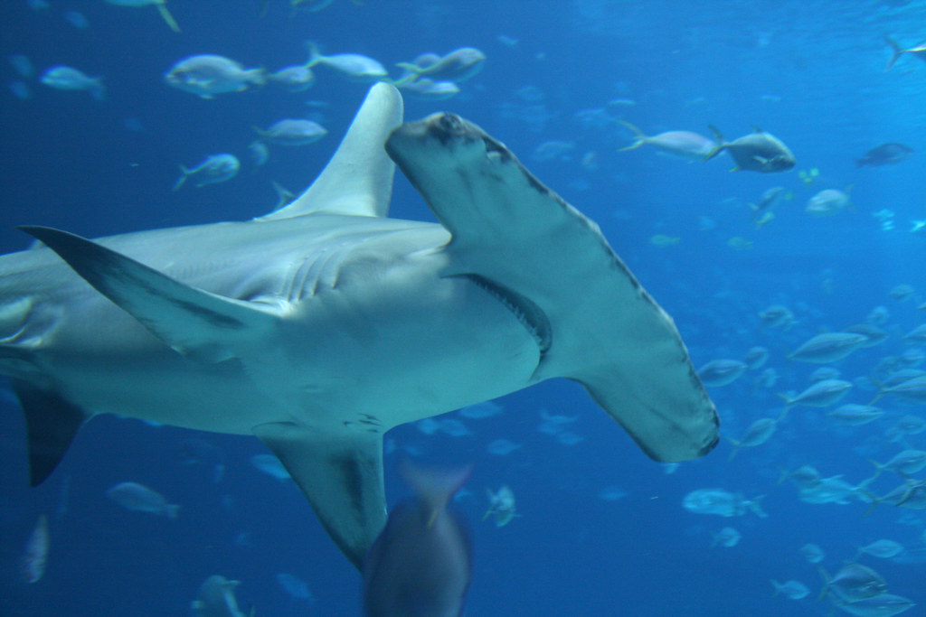 Great Hammerhead Sharks Are Disappearing