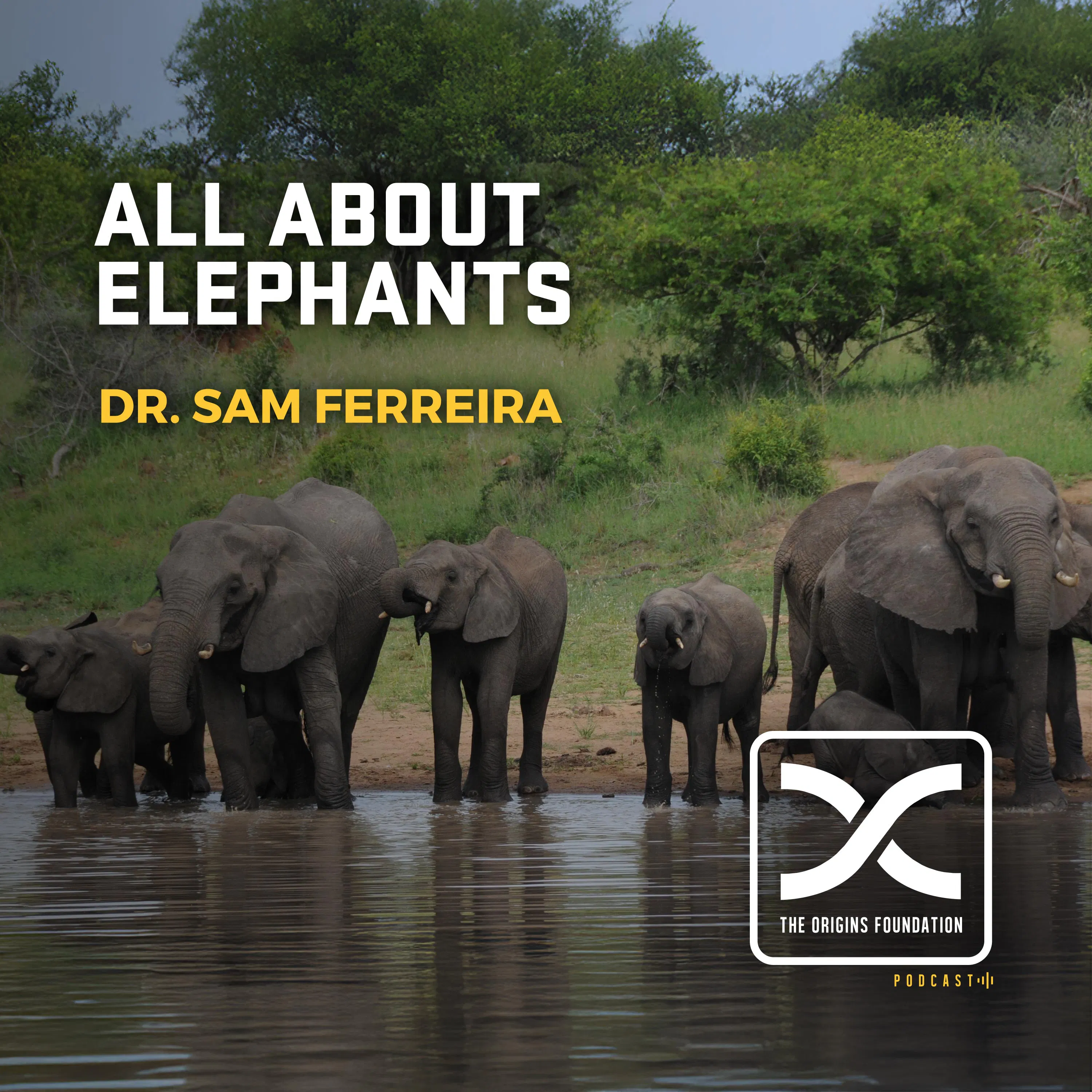 Episode 640 - Sam Ferreira || All About Elephants episode artwork