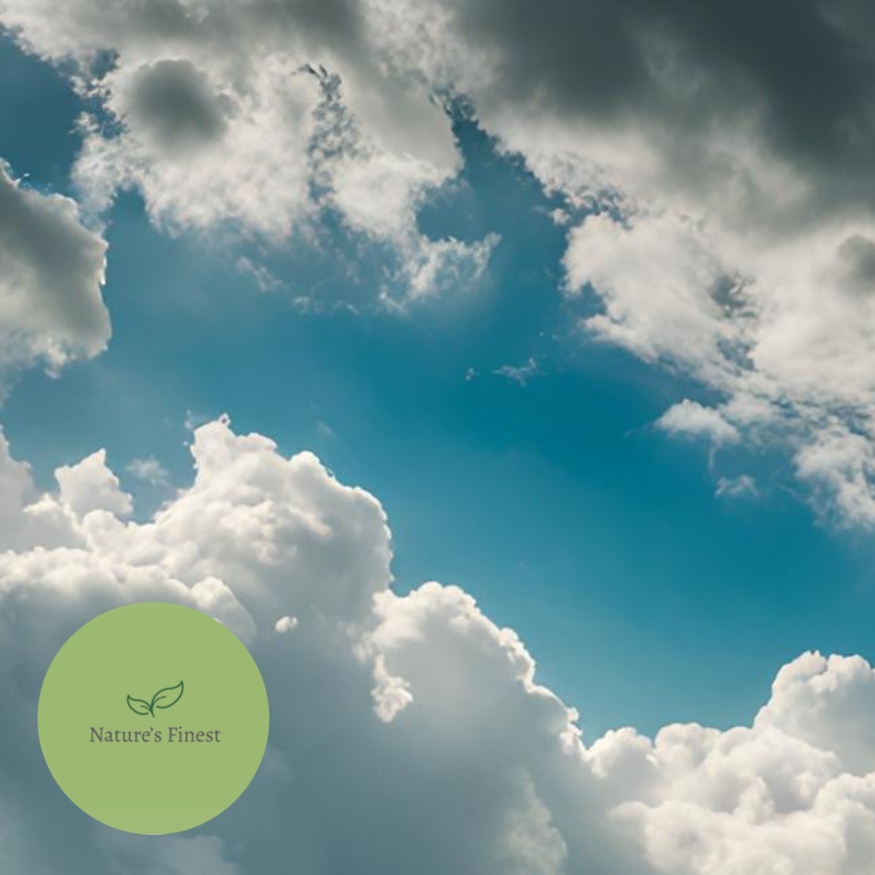 Sleep Noises 12 Hours | Rainfall & Birds Sounds