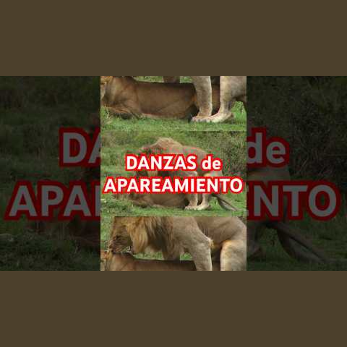 Animalogic En Español