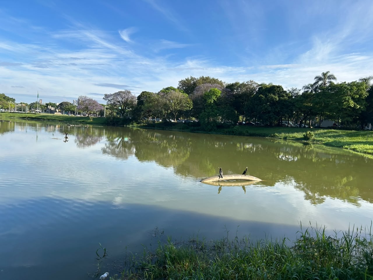 Homem morre no Parque Ibirapuera, em SP, após passar mal durante atividade física episode artwork