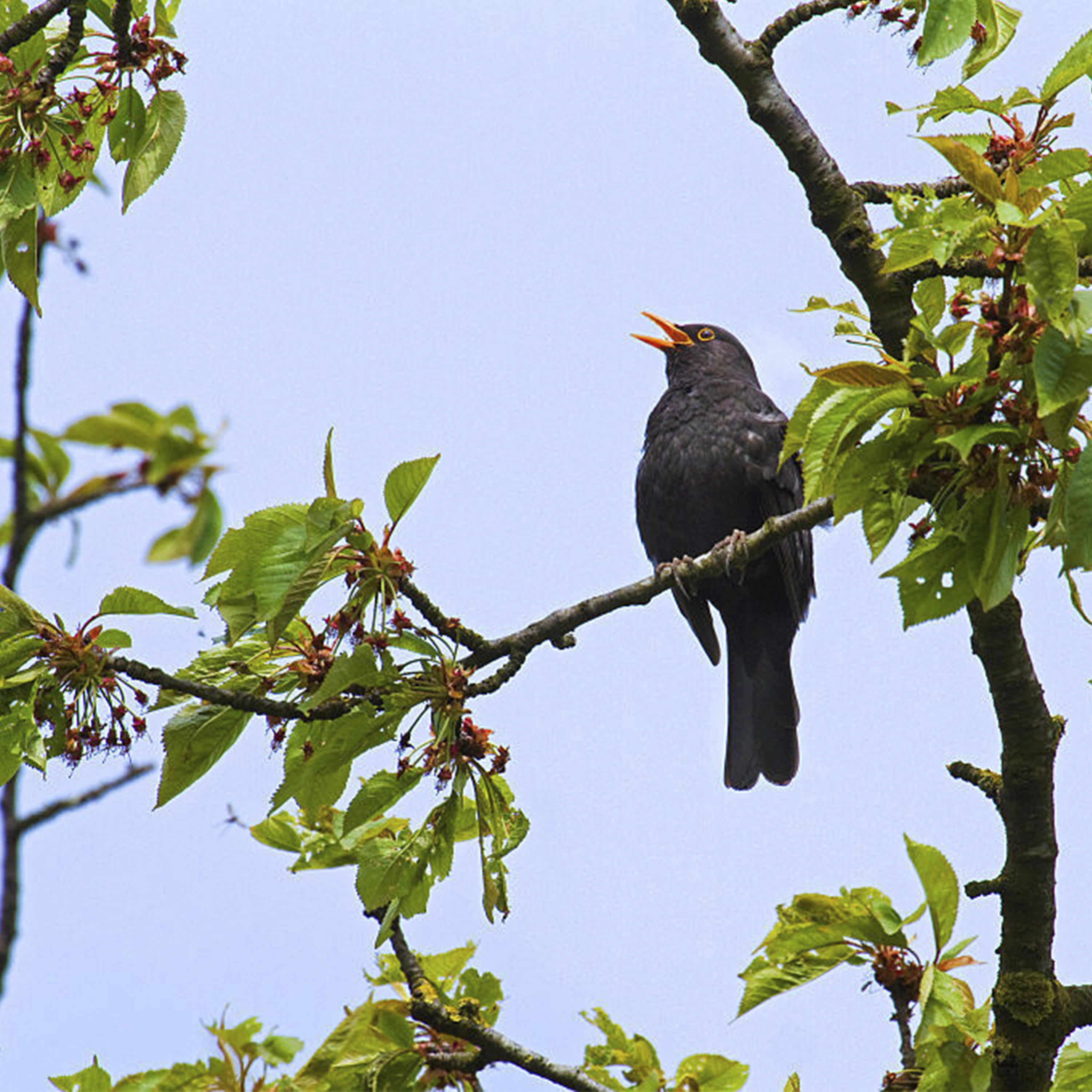 Sound Escape 266. Relax to the dusk melodies of a male blackbird