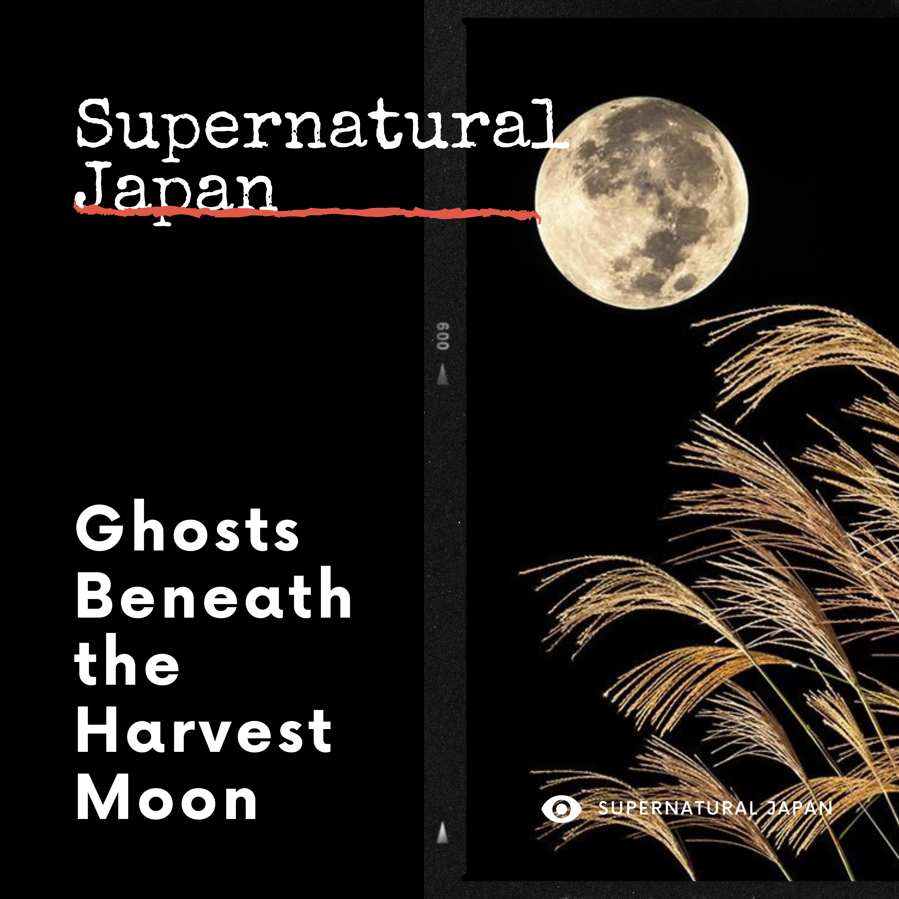 Ghosts Beneath the Harvest Moon: Tsukimi in Japan