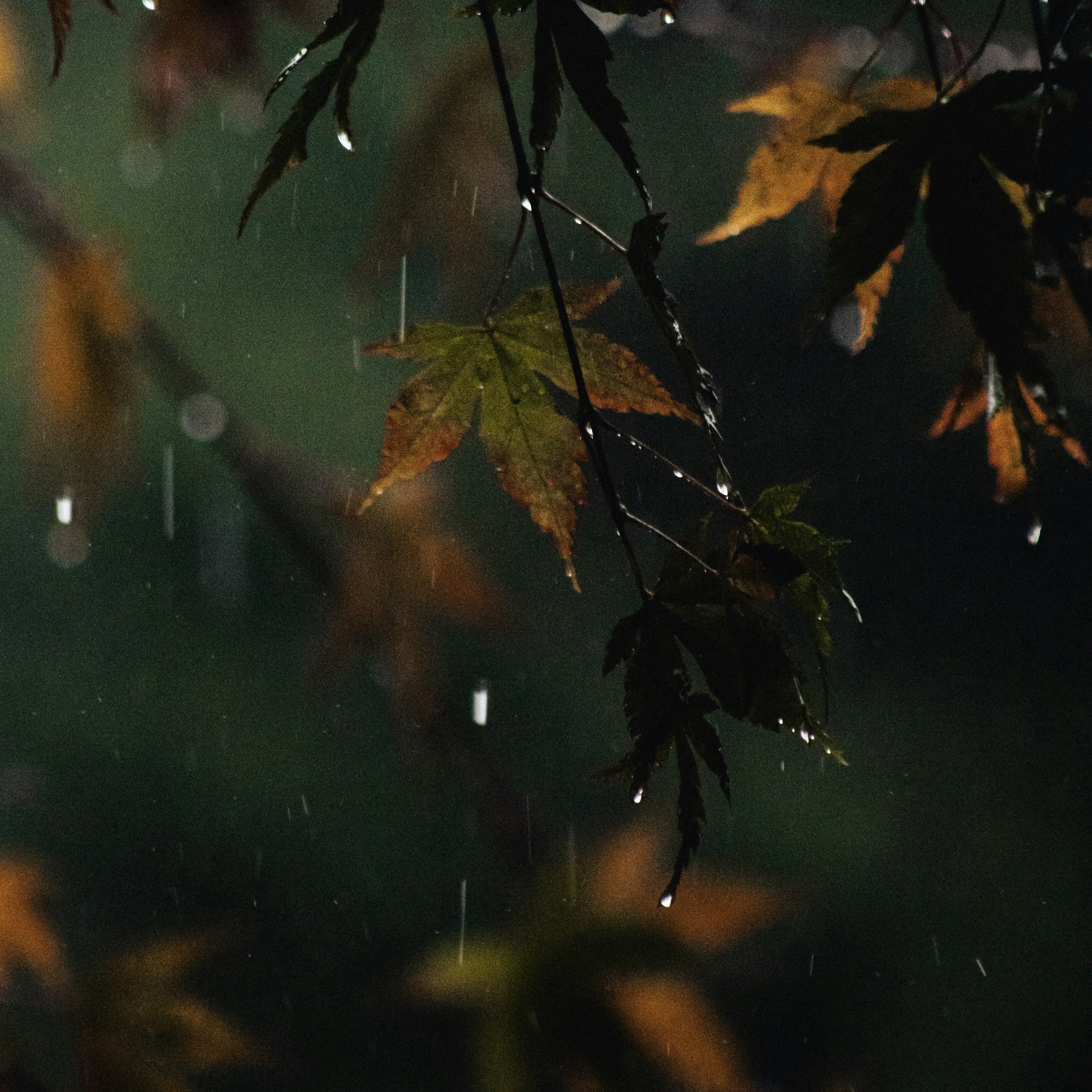 Soft Rain & Relaxing Wind 8 Hours | Rain Sound for Sleep, Babies & Relaxation episode artwork