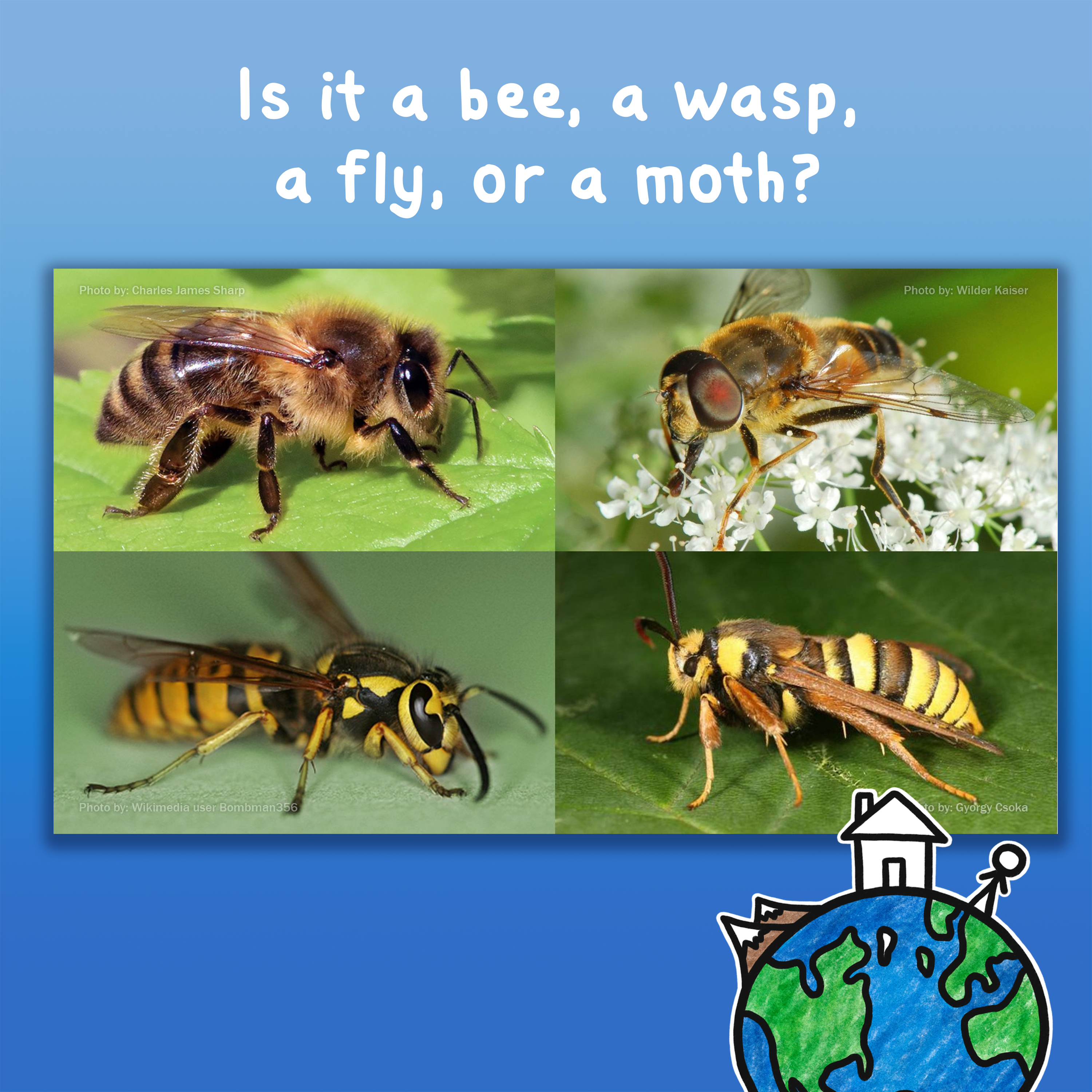 Is it a bee, a wasp, a fly, or a moth?