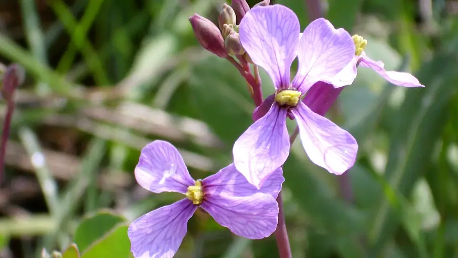 Cómo nos afecta la primavera según la ciencia