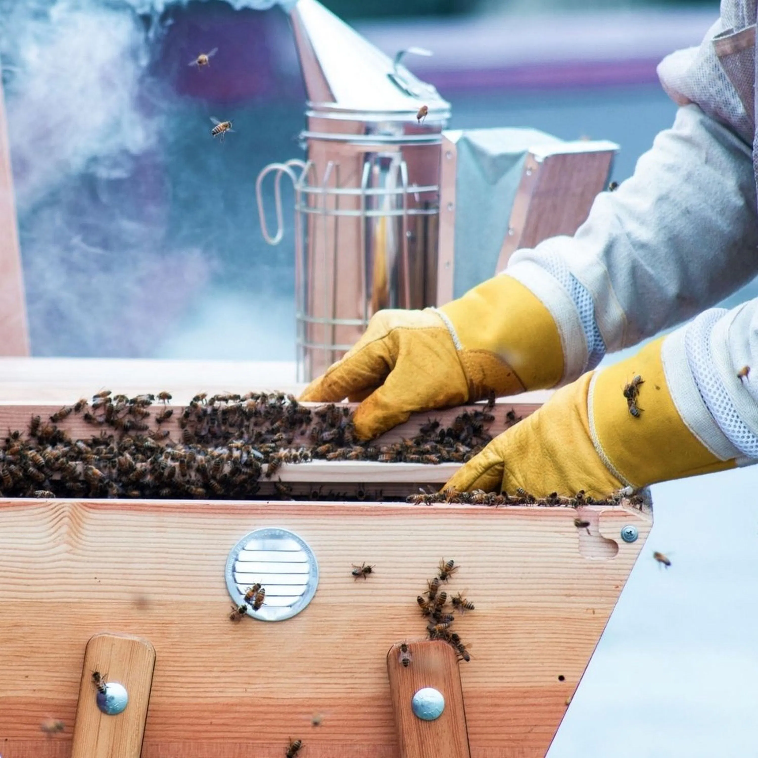 Qu’est-ce que la famine des abeilles ?