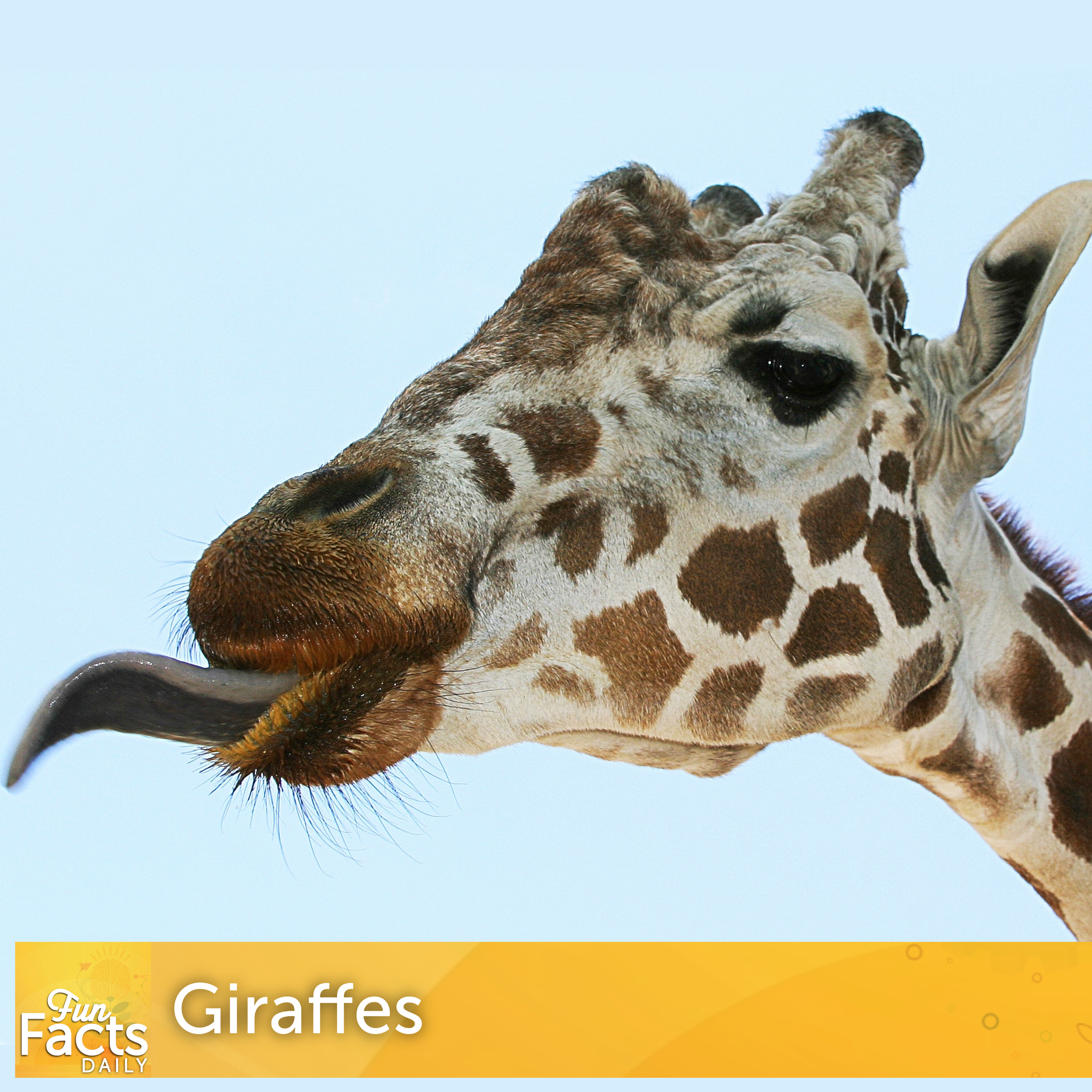 Fun Facts About Giraffes