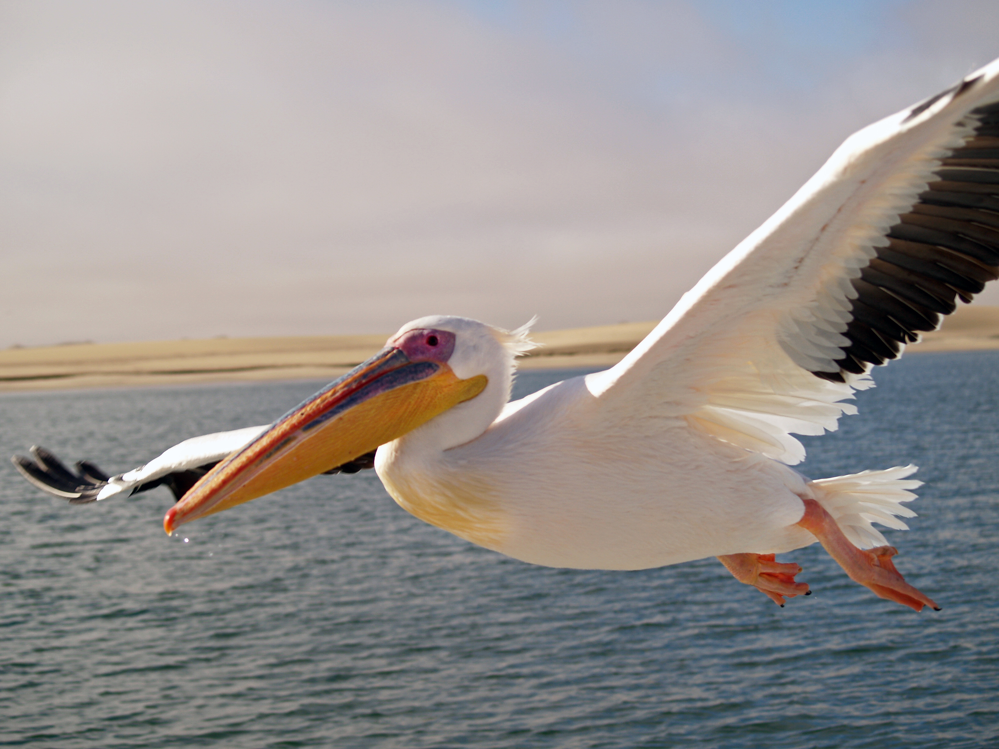 Pelicans: Remarkable Birds With Giant Beaks (Classic)