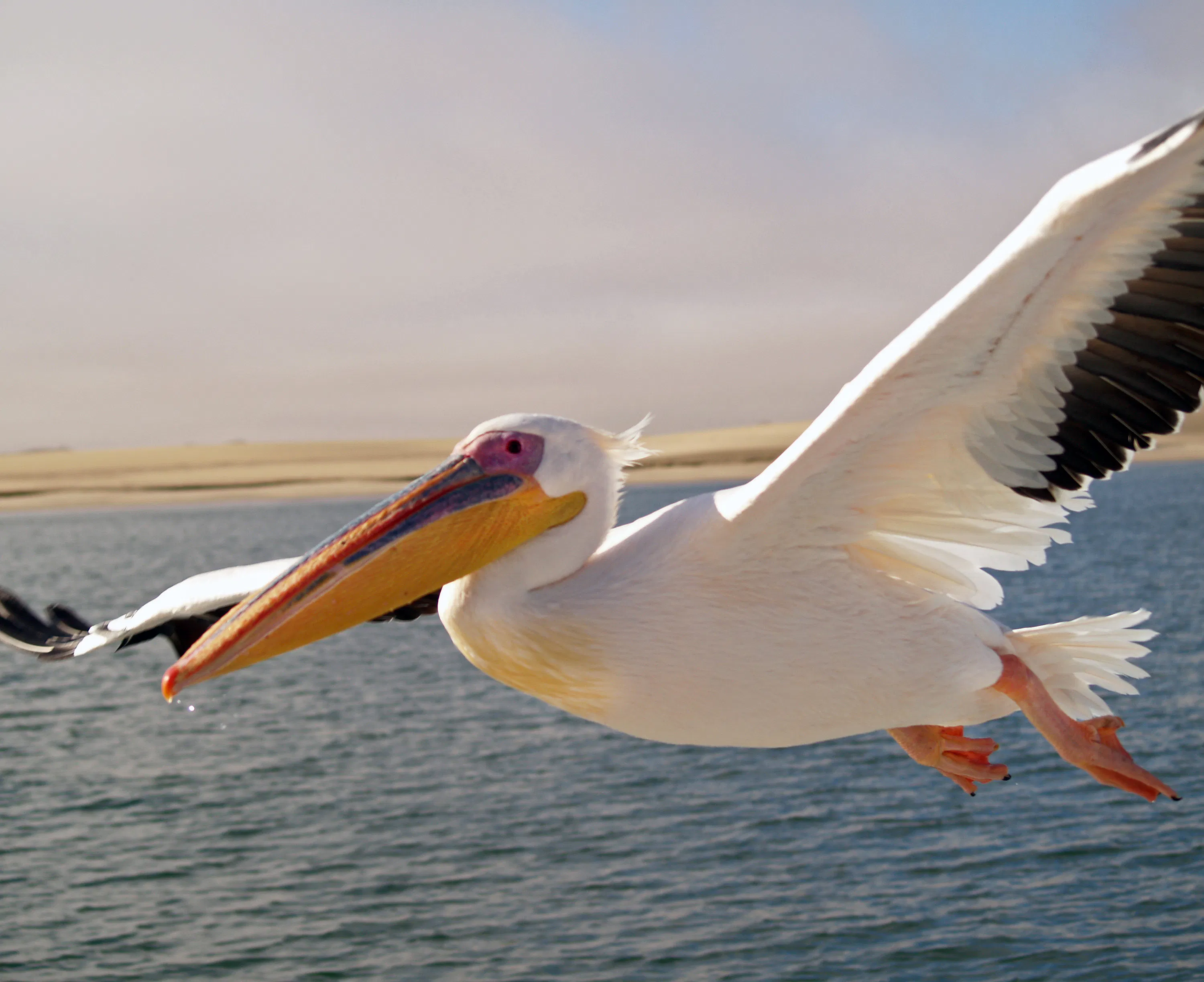 Pelicans: Remarkable Birds With Giant Beaks (Classic) - All Creatures ...
