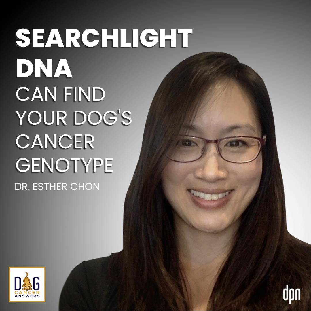SearchLight DNA Can Find Your Dog's Cancer Genotype | Dr. Esther Chon