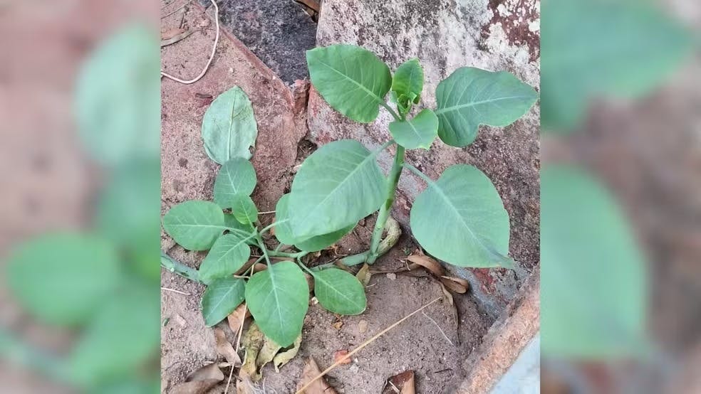 Morre mulher que comeu planta tóxica conhecida como "falsa couve"
