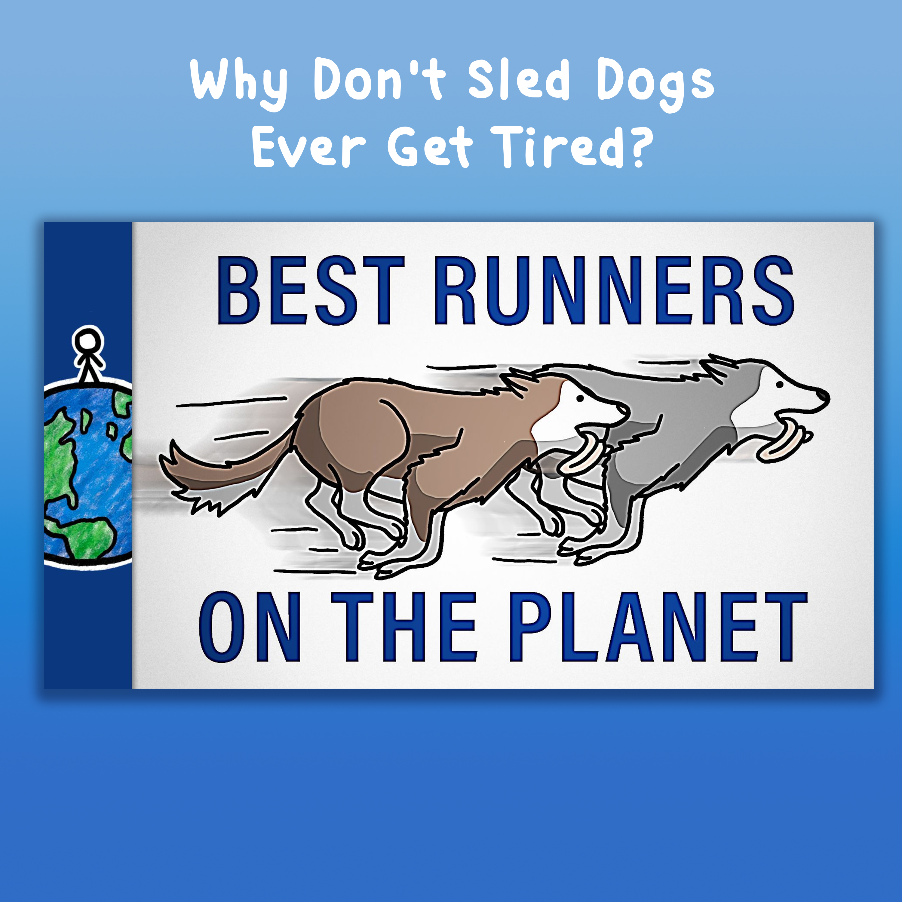 Why Don't Sled Dogs Ever Get Tired?
