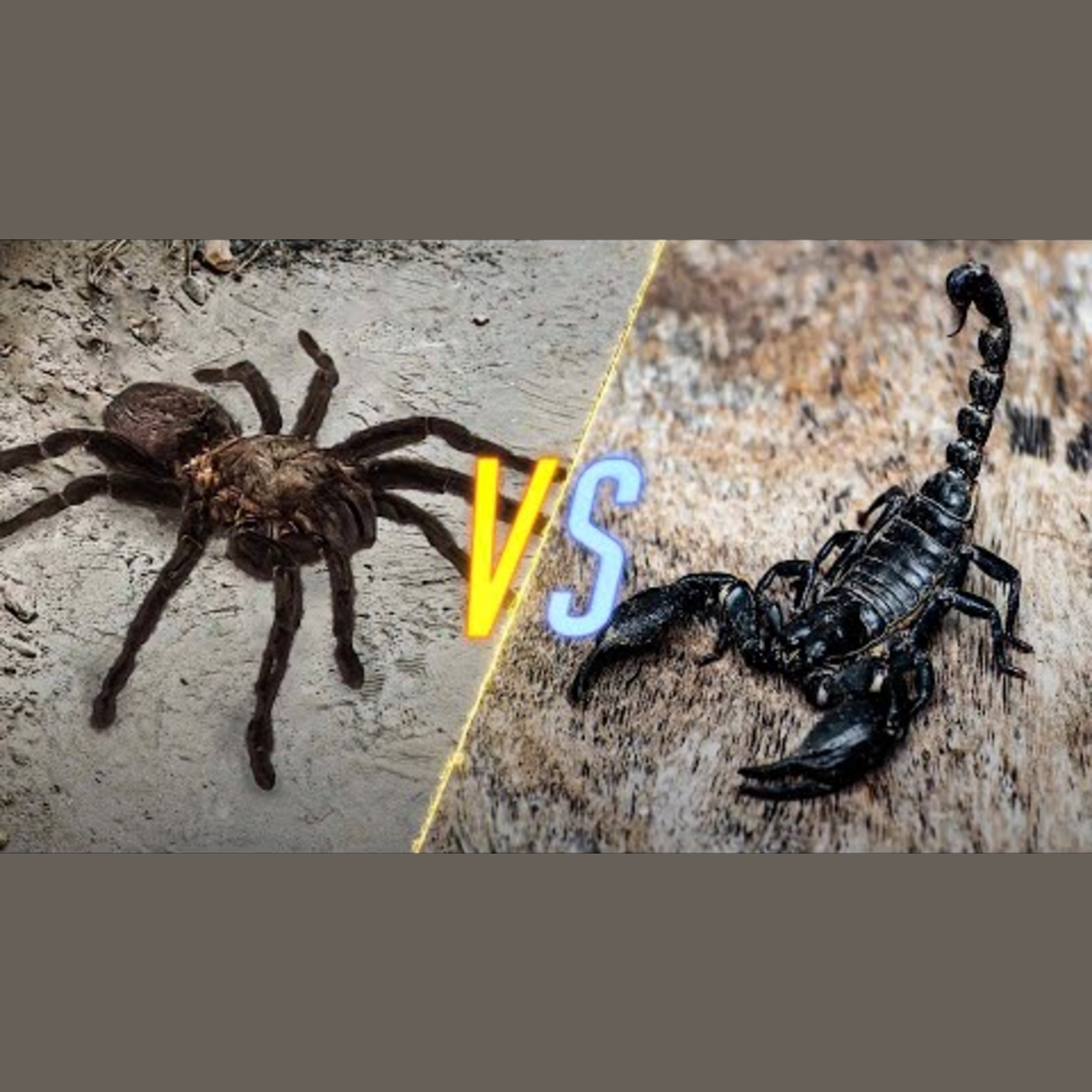Tarantula vs. Scorpion episode artwork