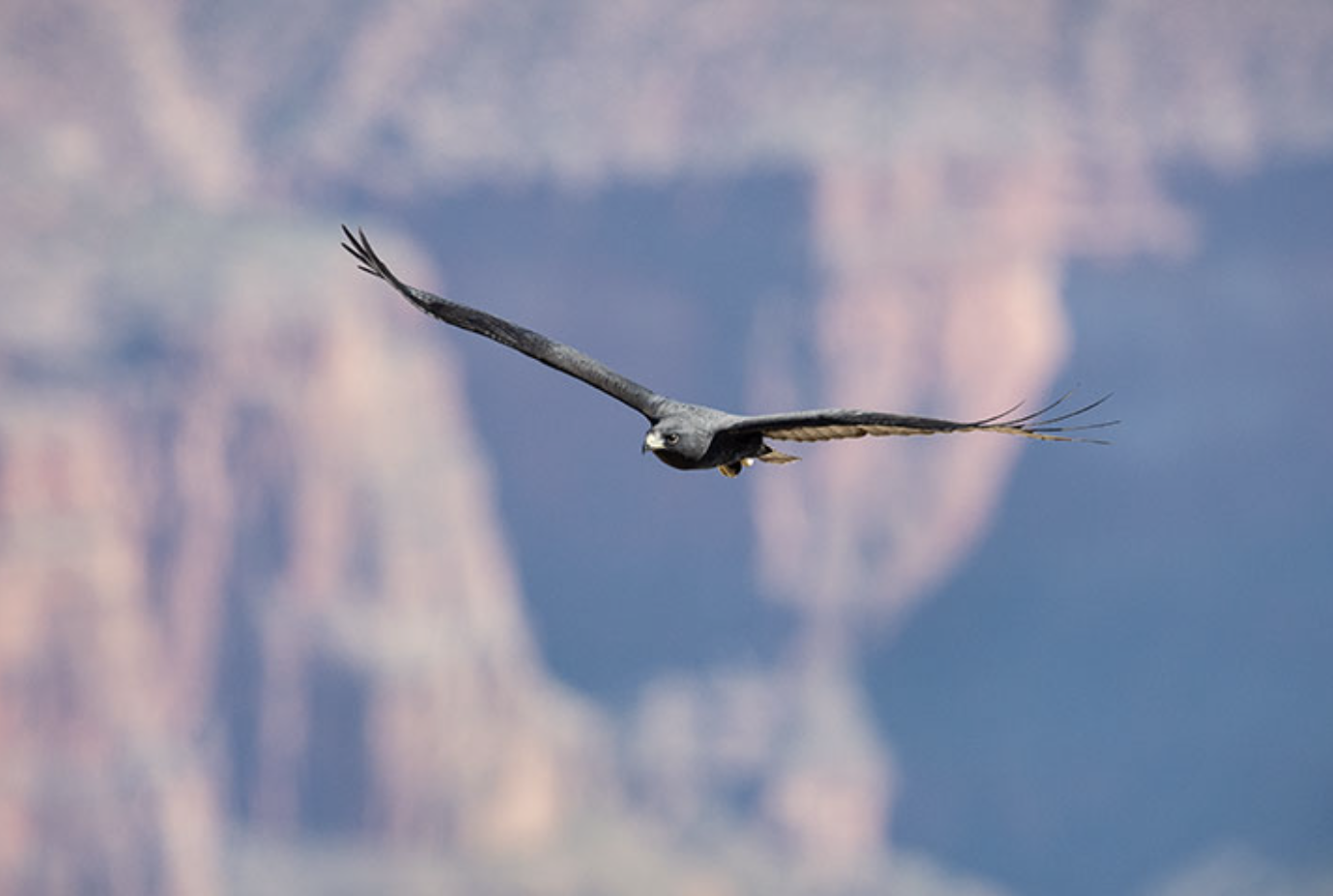 Counting Raptors At The Grand Canyon episode artwork