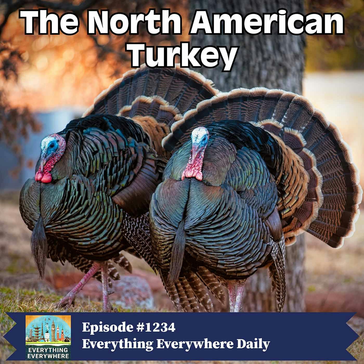 The North American Turkey