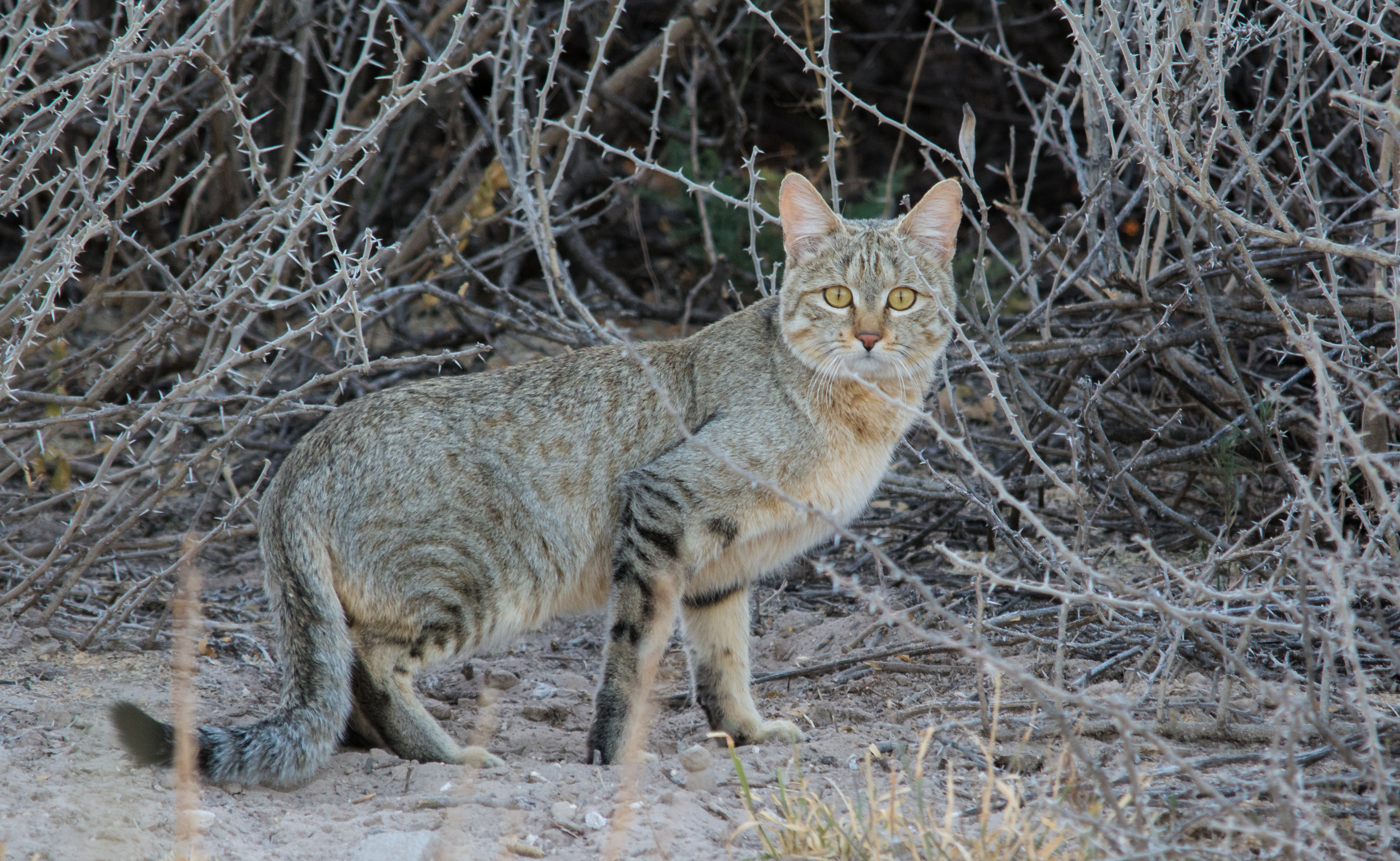 Our Cats’ Wild Origins: The African Wildcat