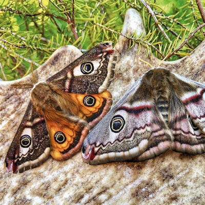 Classic Butterfly and Pond Net, Outdoor Activities, Catching Butterflies  and Tadpoles