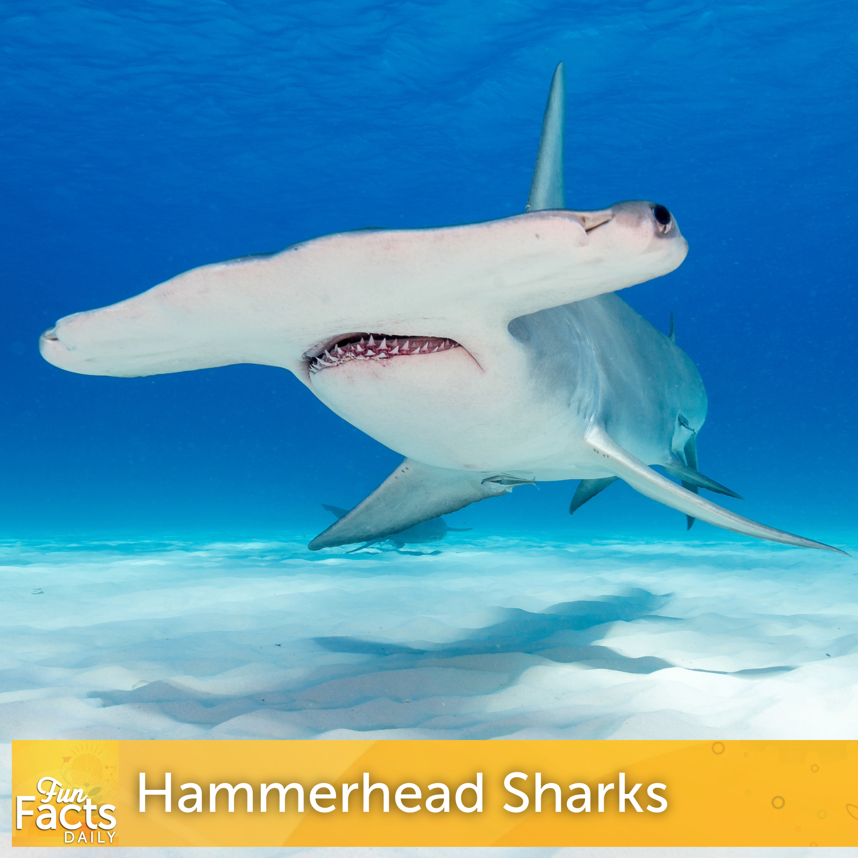 Fun Facts About Hammerhead Sharks