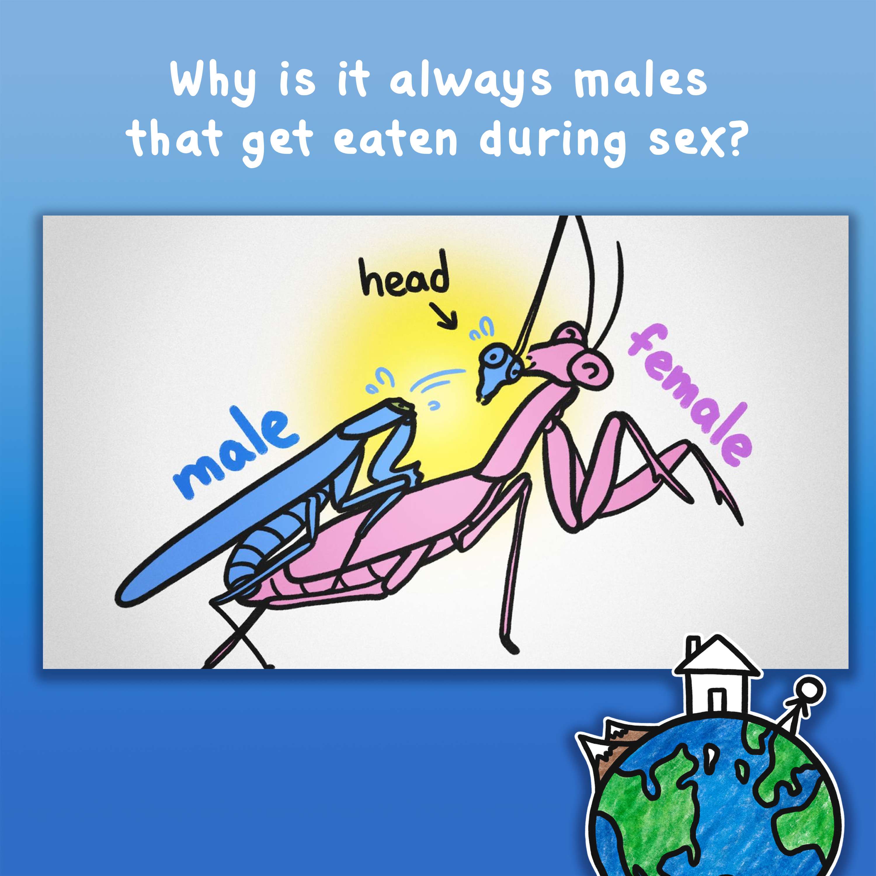 Why is it always males that get eaten during sex?