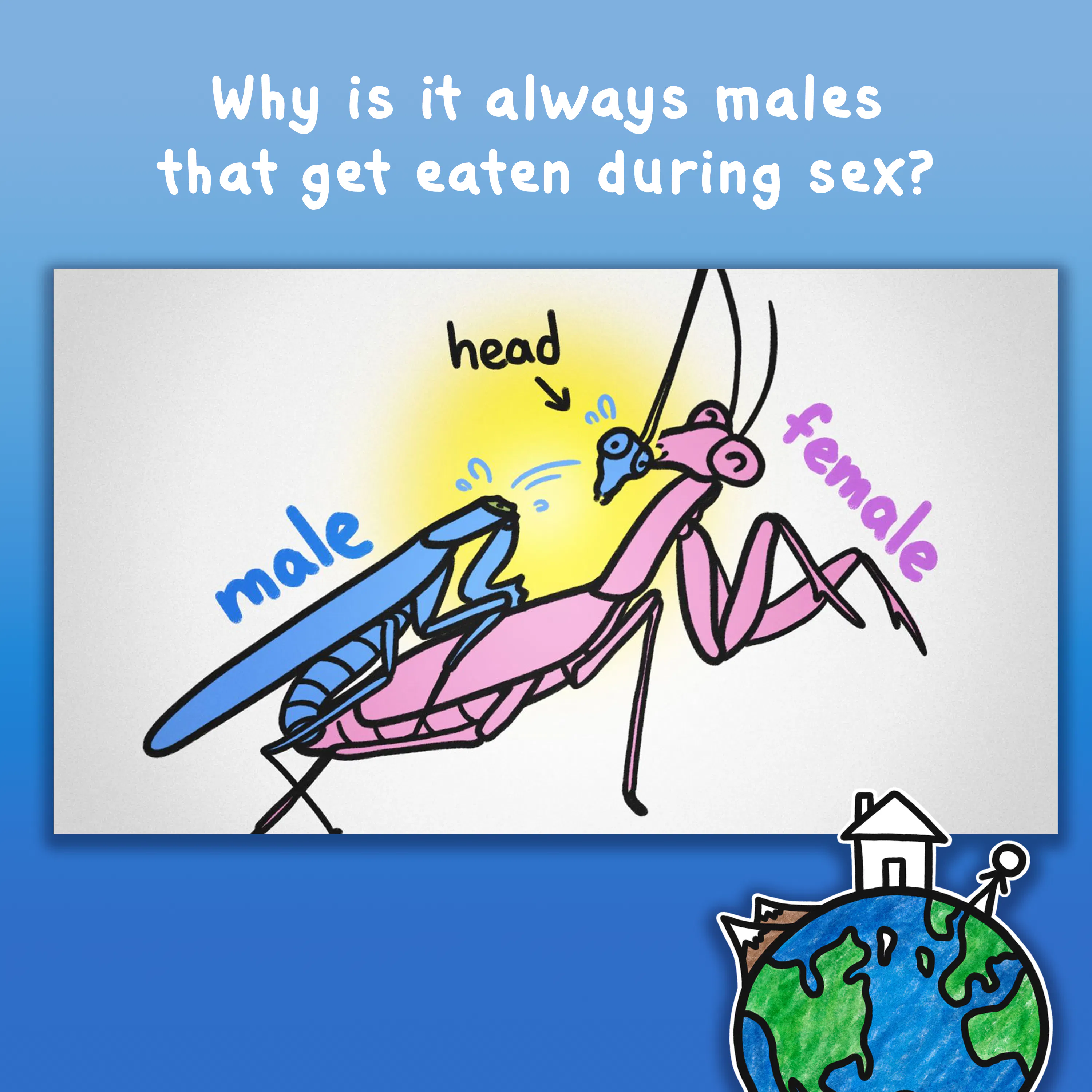 Why is it always males that get eaten during sex? episode artwork