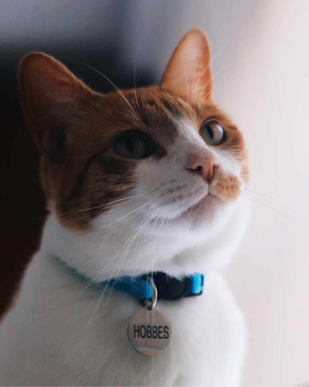 105. El Leviatán de Hobbes. Segunda parte: la persona del soberano