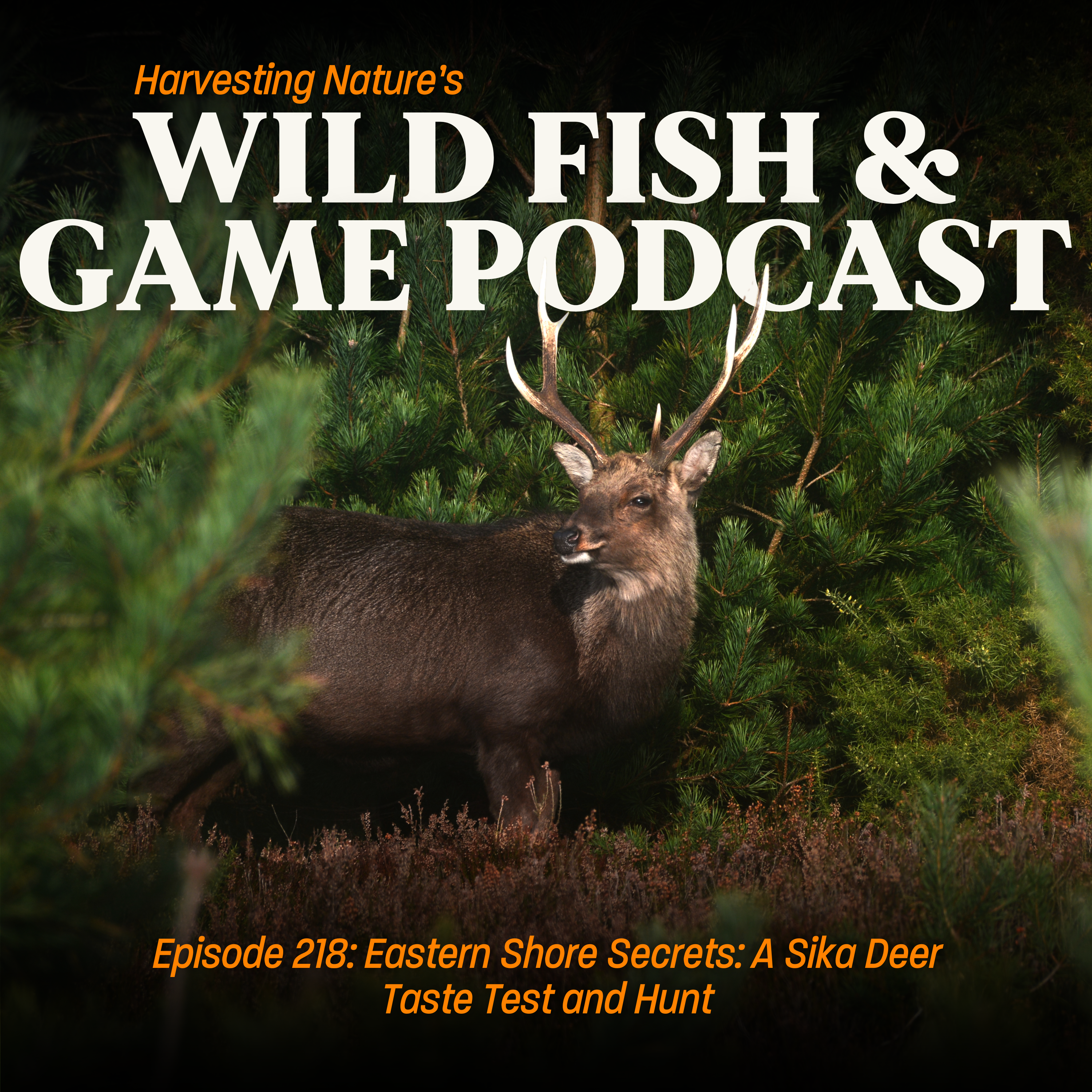 Episode 218: Eastern Shore Secrets: A Sika Deer Taste Test and Hunt