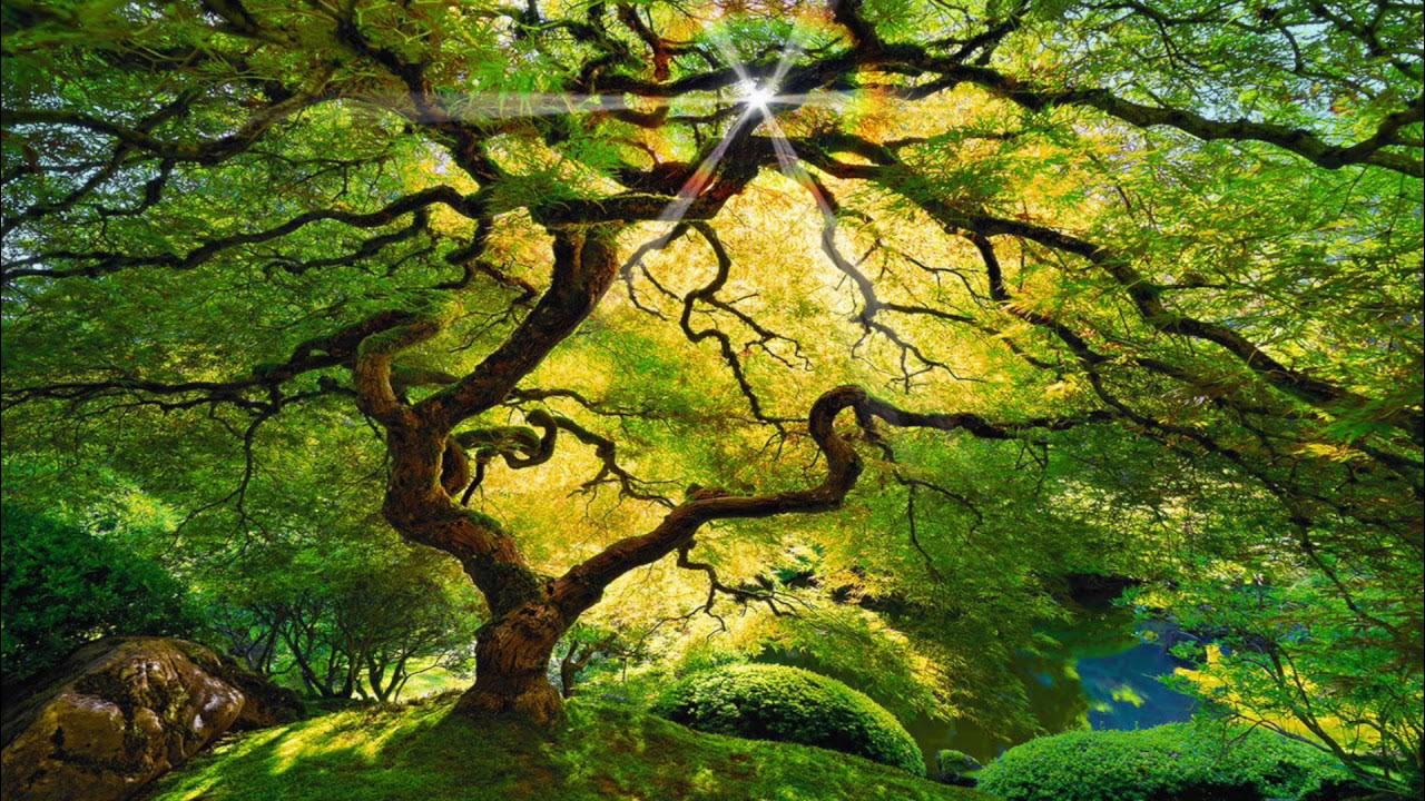 Tranquil Guided Meditation for Spiritual Awakening (7 min) | After Skool episode artwork