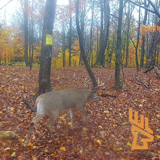 Whitetail Landscapes - Easy Midwest Hunting, Pressured Deer Behavior, Deer Habitat Master Class
