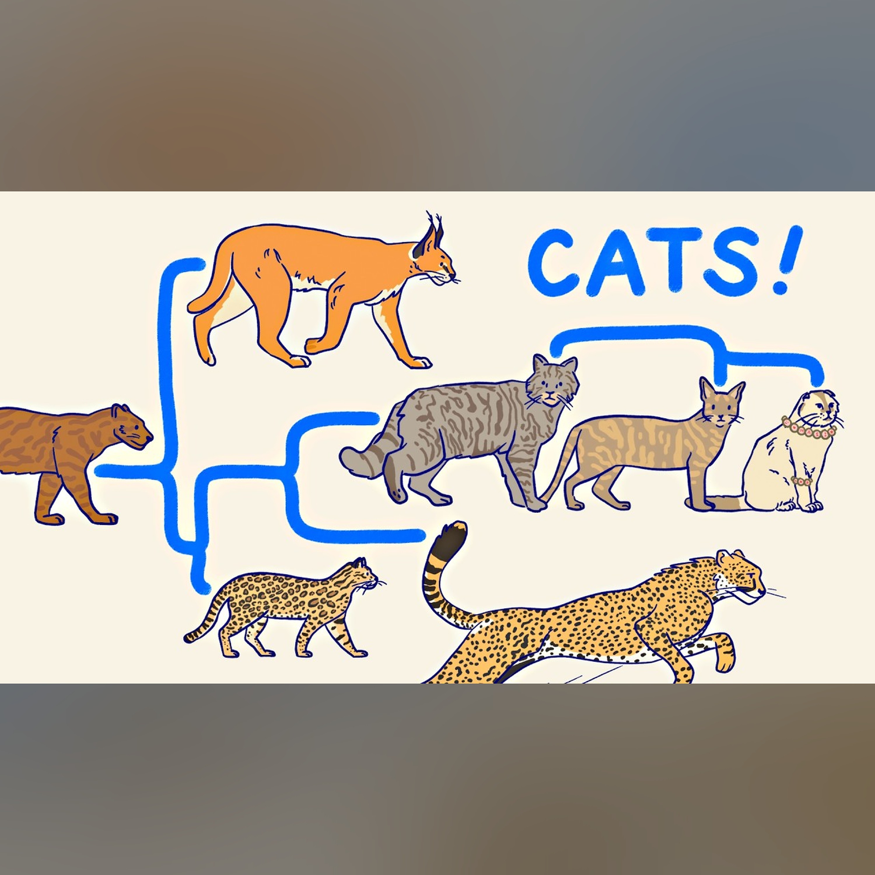 ALL THE CATS, EXPLAINED episode artwork