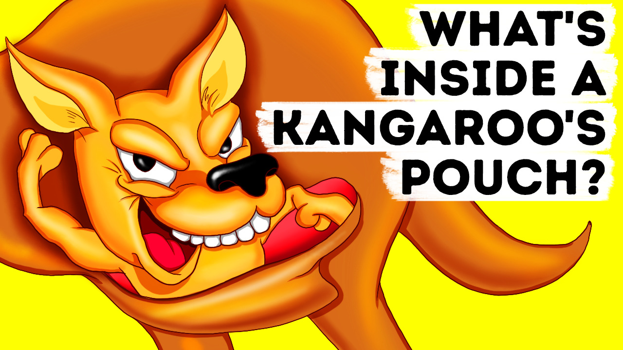 How The Kangaroo Made It To Australia