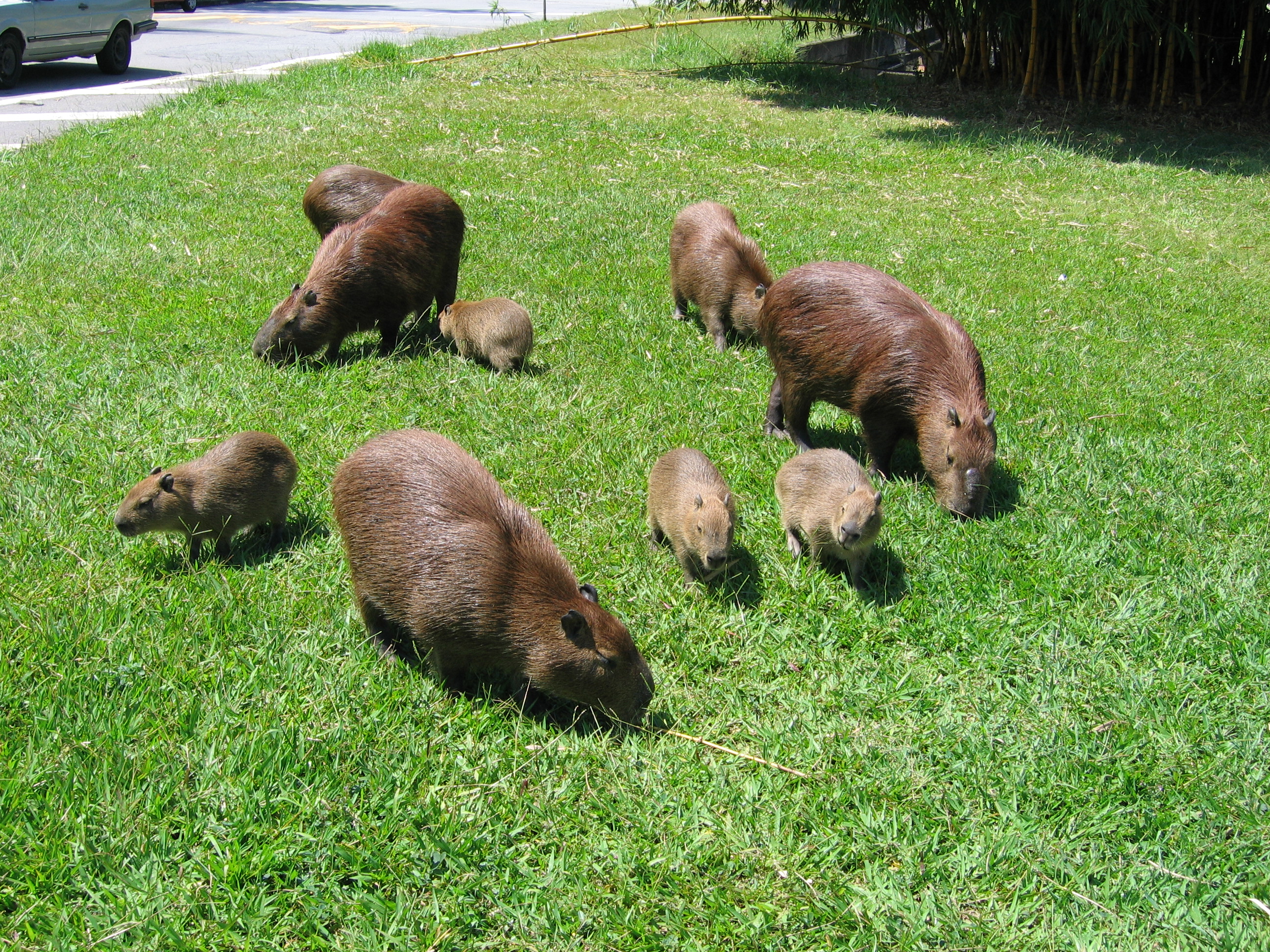 Alunos da USP transportam e dissecam uma capivara morta retirada da raia olímpica do campus episode artwork